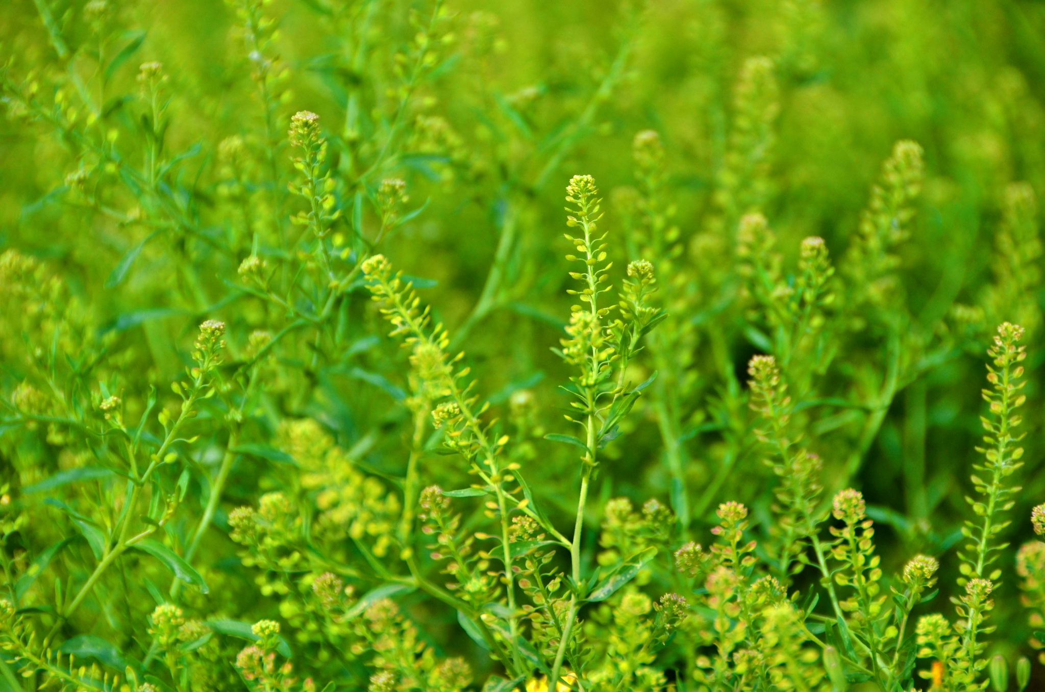 独行菜属辣根,原创拍摄|独行菜|辣根|原创_新浪新闻