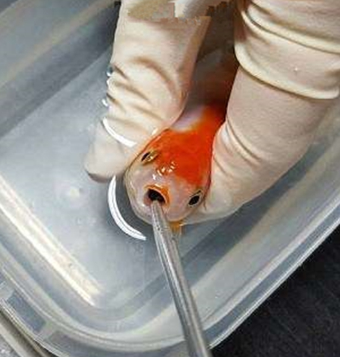 一国外女子回家发现心爱的小金鱼不怎么吃食了,这和往常胃口很好的