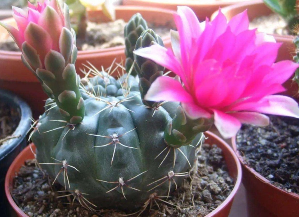 养4种仙人球很容易就能开花花朵真美丽