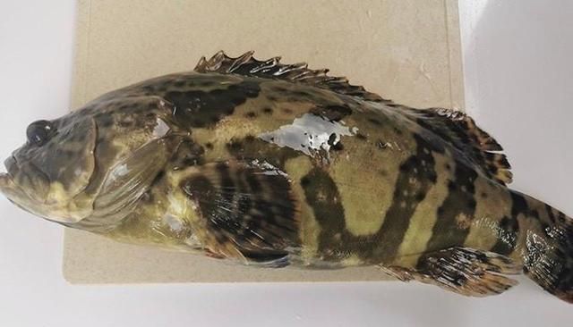 贵的野生石斑鱼一斤170元,清蒸吃选用个头小的还是个头大的?