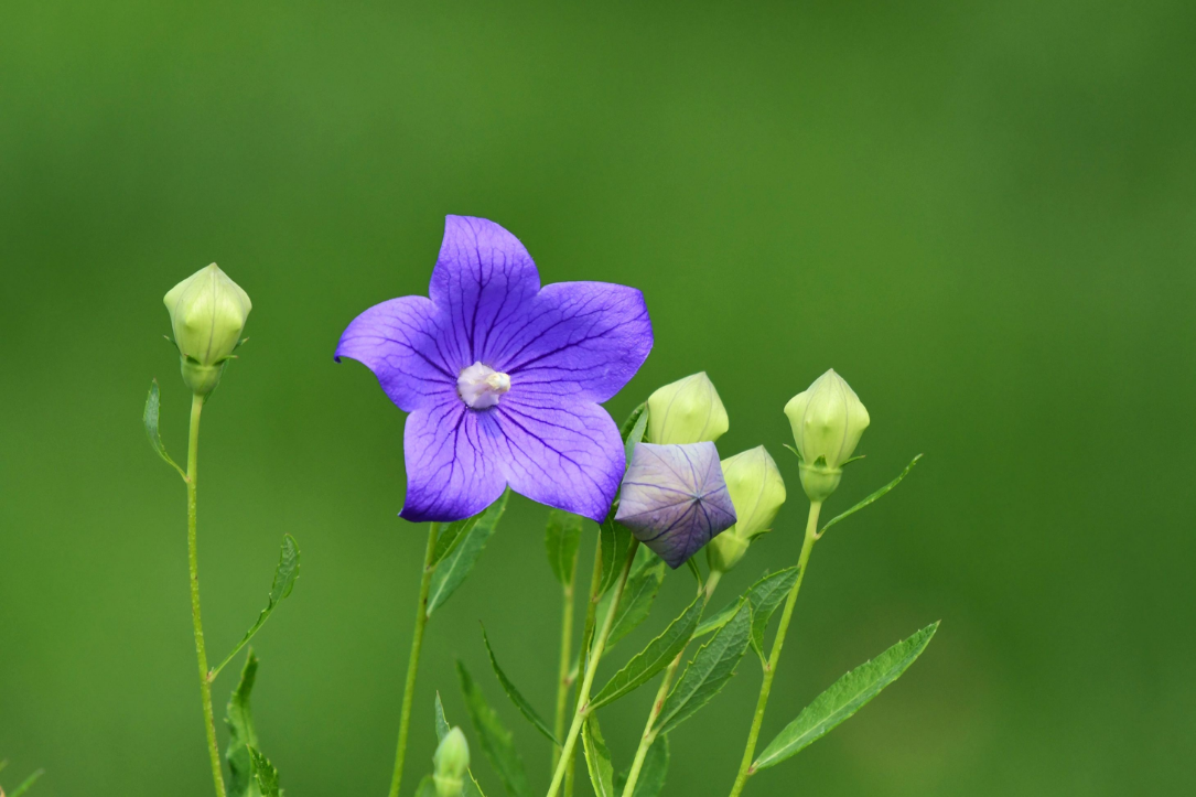 521 爱的延续 为他 她 种上一盆桔梗花 桔梗花 桔梗 小伙子 新浪新闻 521 爱的延续 为他 她 种上一盆桔梗花 桔梗花 桔梗 小伙子 新浪新闻