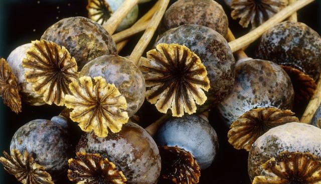 卤菜加入罂粟粉真的有奇效吗?打造欲罢不能的口感只能剑走偏锋?