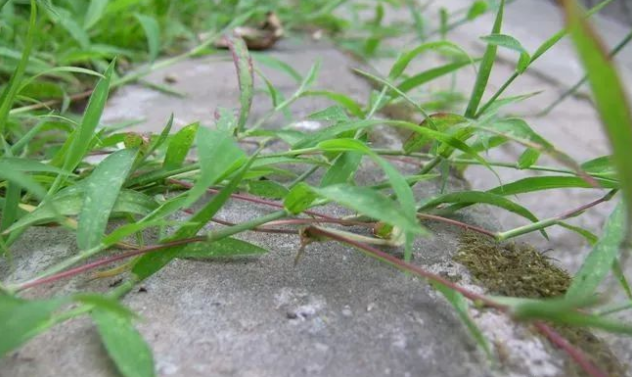 边缘较厚,微粗糙,茎直立或斜生,下部茎节著地生根,蔓延成片,难以拔出