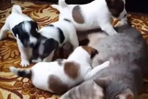 狗妈妈出去散步,小狗们把猫咪当成妈妈要奶喝,猫咪的反应亮了休闲区蓝鸢梦想 - Www.slyday.coM 狗妈妈出去散步,小狗们把猫咪当成妈妈要奶喝,猫咪的反应亮了休闲区蓝鸢梦想 - Www.slyday.coM