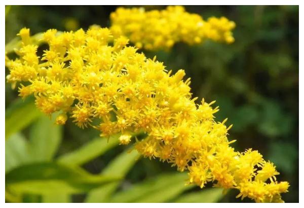 紧急提醒:发现这种黄花,立即上报!河南多地已出现!休闲区蓝鸢梦想 - Www.slyday.coM 紧急提醒:发现这种黄花,立即上报!河南多地已出现!休闲区蓝鸢梦想 - Www.slyday.coM