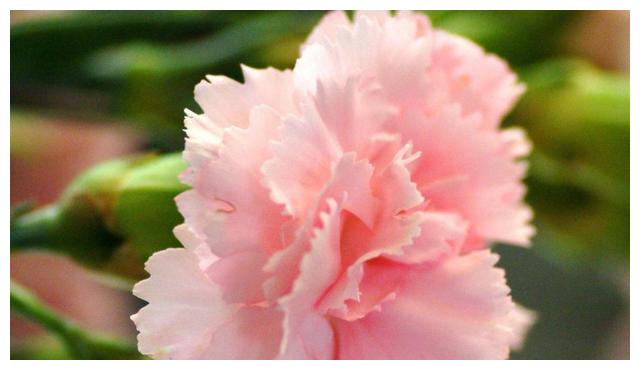 金牛座的“龙之逆鳞”,不想彻底再见,就不要触碰他们的底线休闲区蓝鸢梦想 - Www.slyday.coM 金牛座的“龙之逆鳞”,不想彻底再见,就不要触碰他们的底线休闲区蓝鸢梦想 - Www.slyday.coM