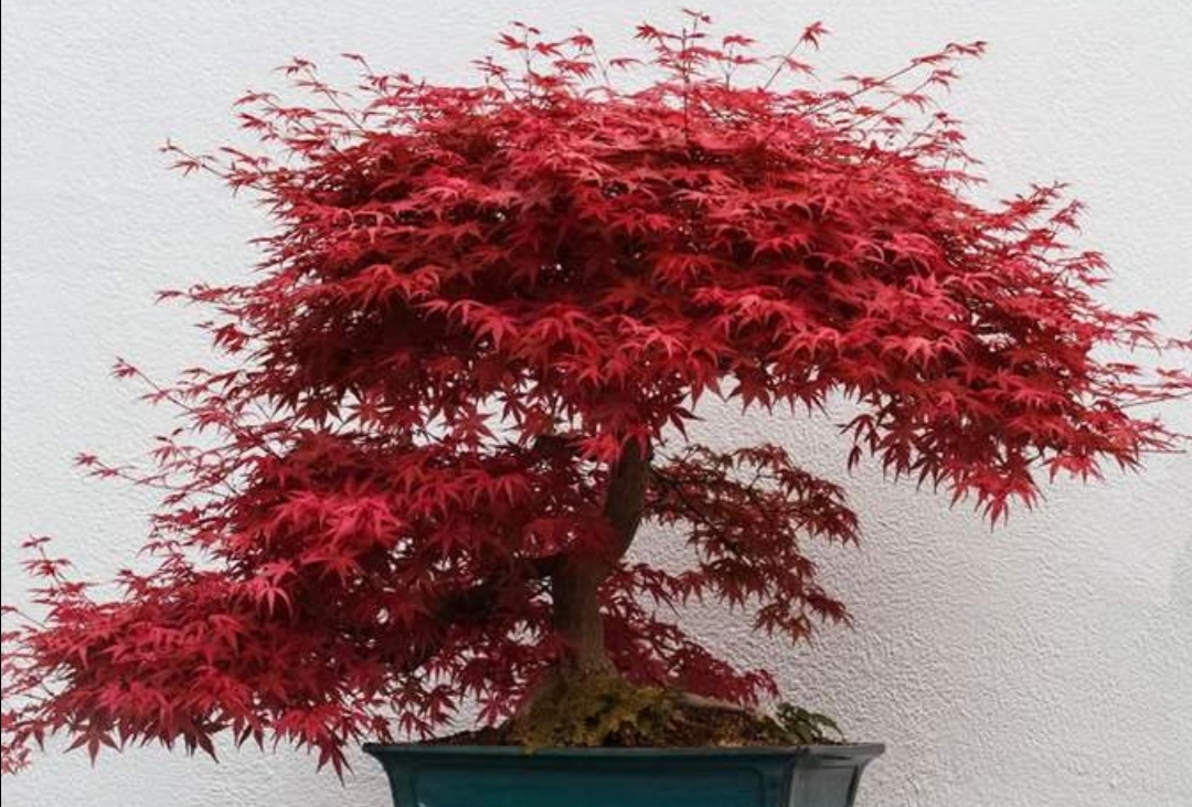 养盆红枫盆景满树红叶似火漂亮又喜庆