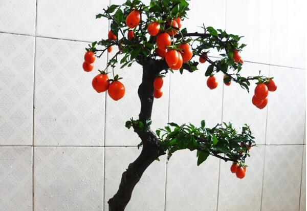 张大爷捡了1个树桩,结出怪果子,专家说是“金弹子”,老贵了休闲区蓝鸢梦想 - Www.slyday.coM 张大爷捡了1个树桩,结出怪果子,专家说是“金弹子”,老贵了休闲区蓝鸢梦想 - Www.slyday.coM