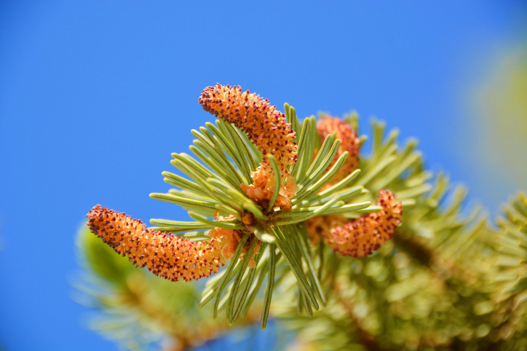 云杉的花序很可爱,原创拍摄_高清图集_新浪网