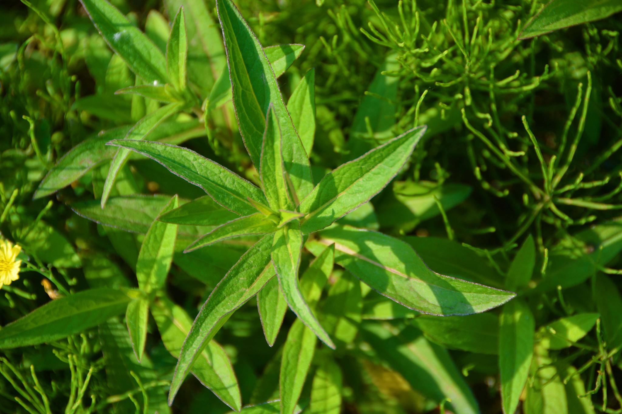 野生植物酸不溜,原创拍摄