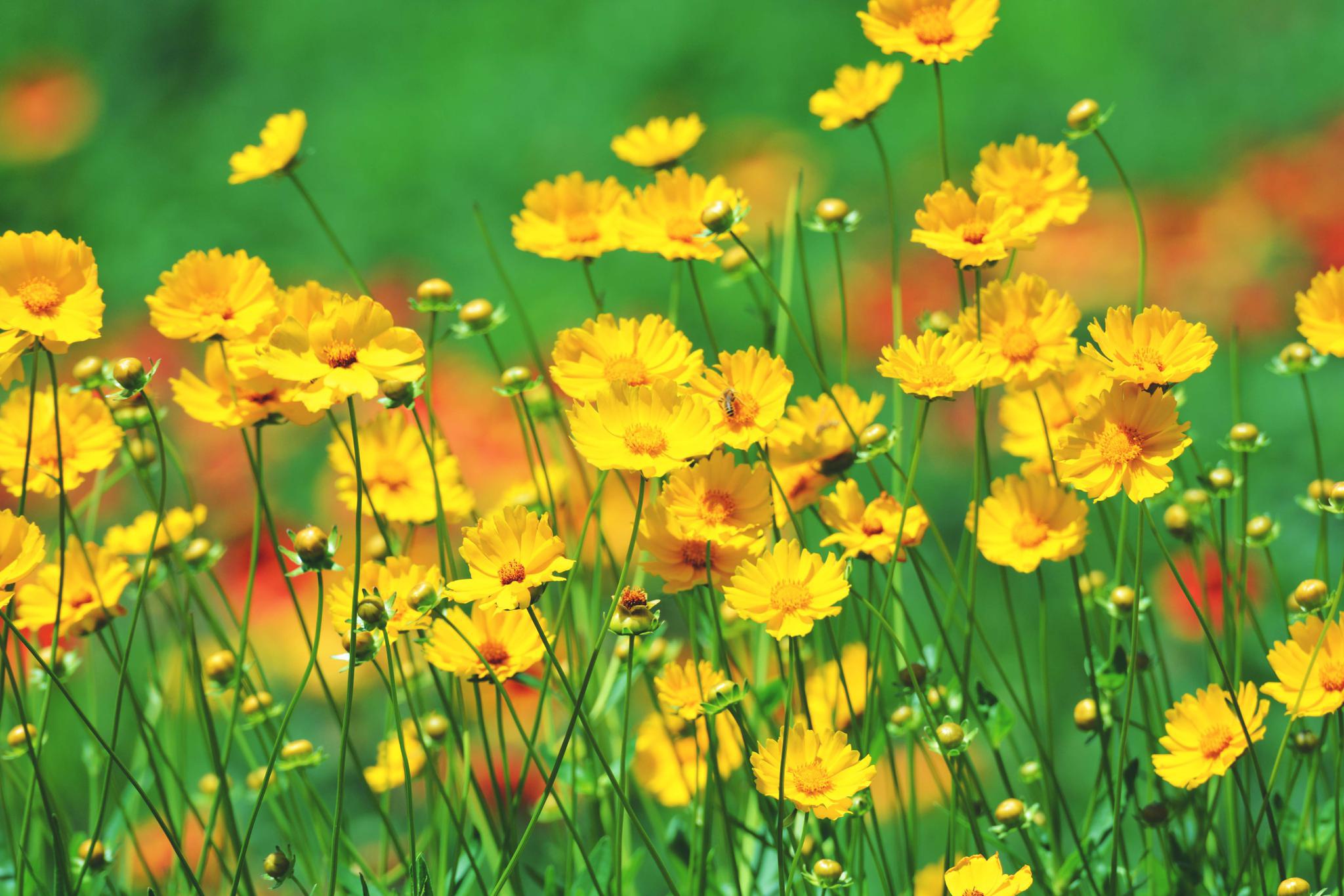 美丽的金鸡菊,原创拍摄