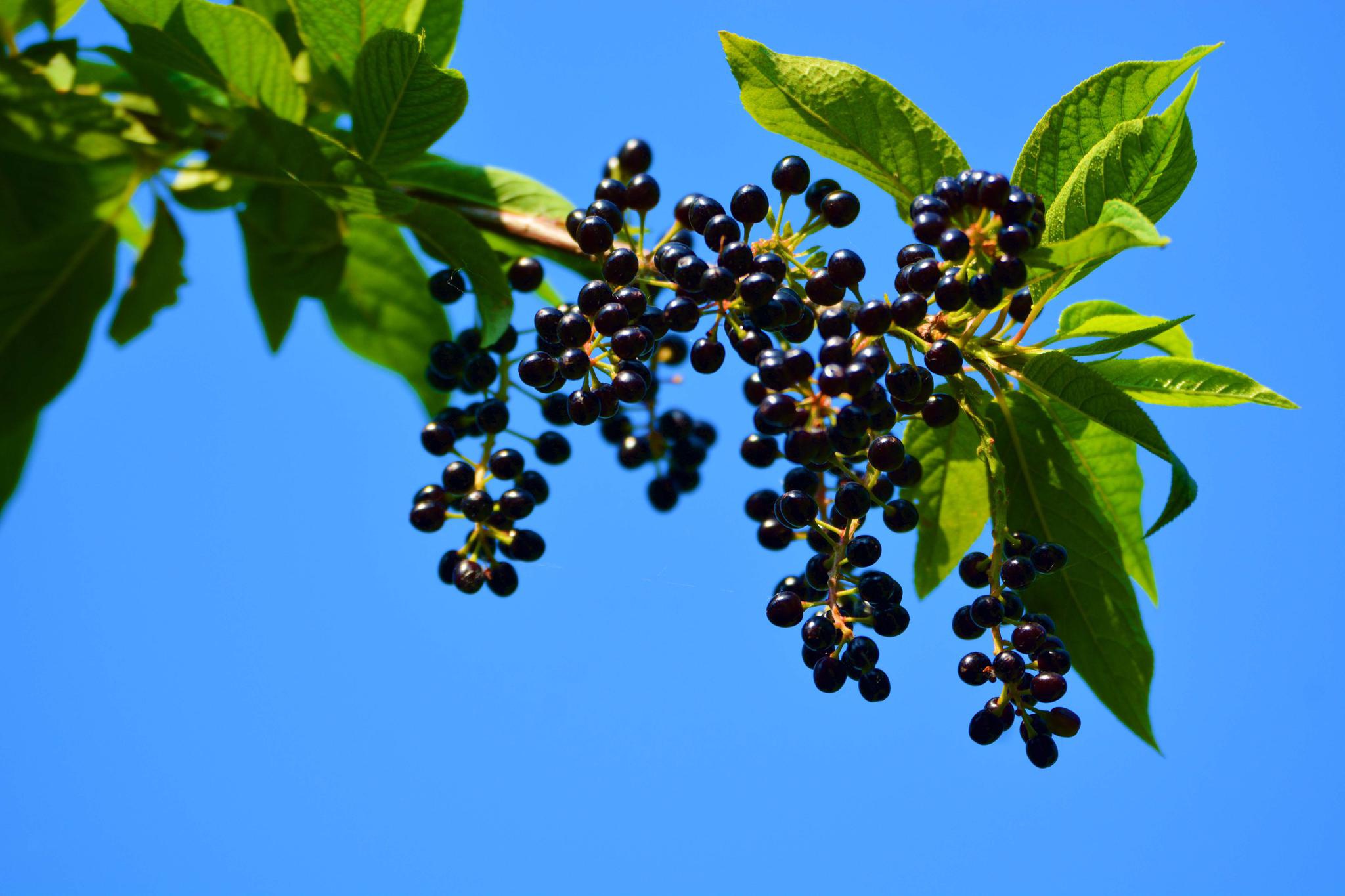 成熟的稠李果实原创拍摄