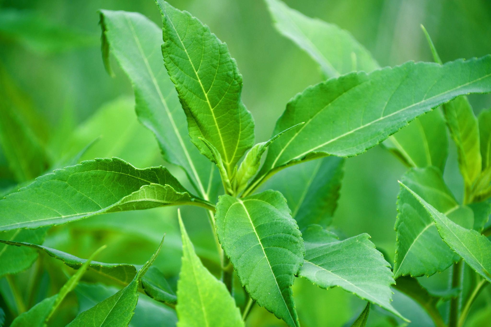 菊芋又名洋姜叶子,原创拍摄