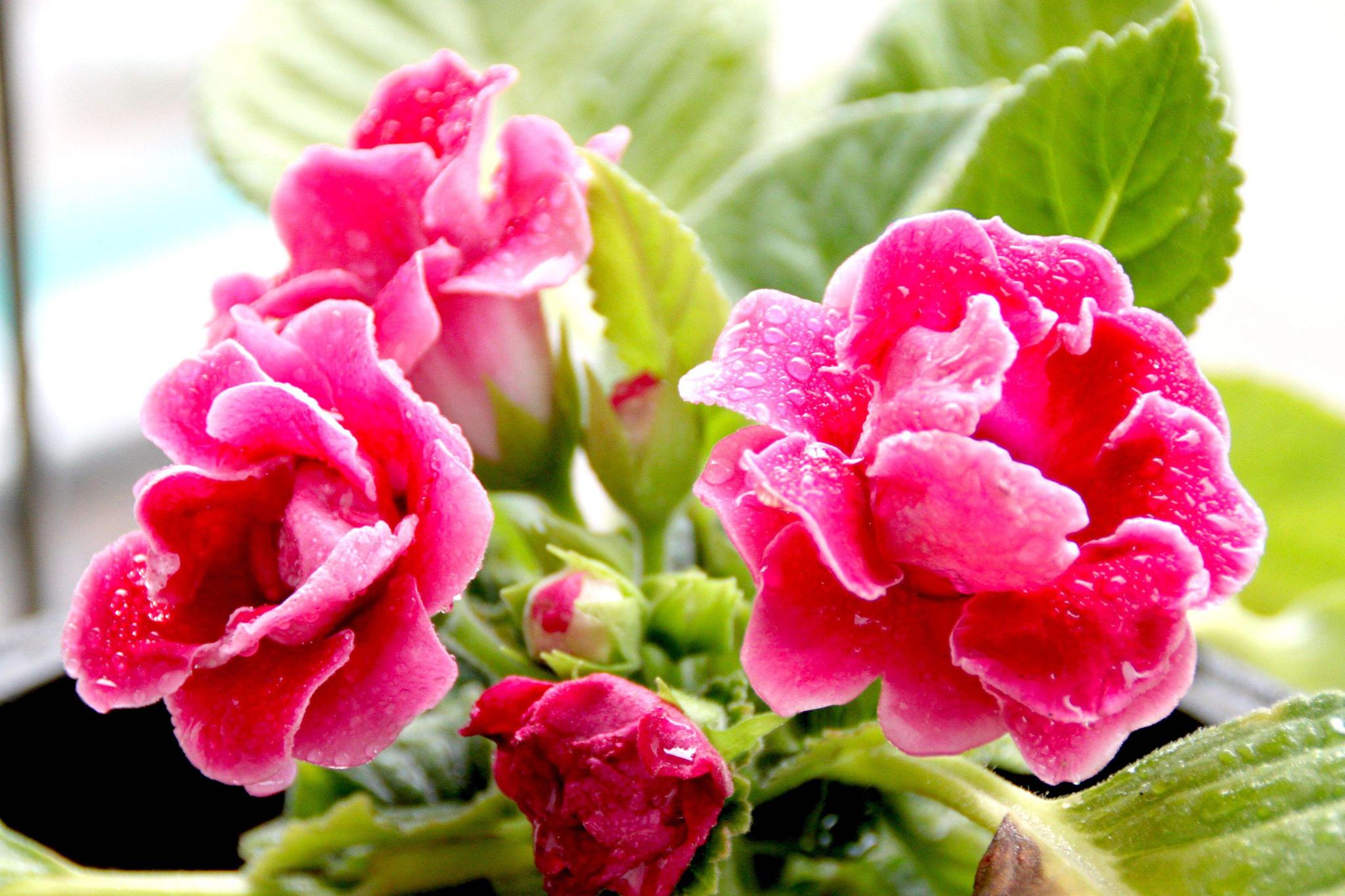 大岩桐一年开几次花?开花了该怎么办?