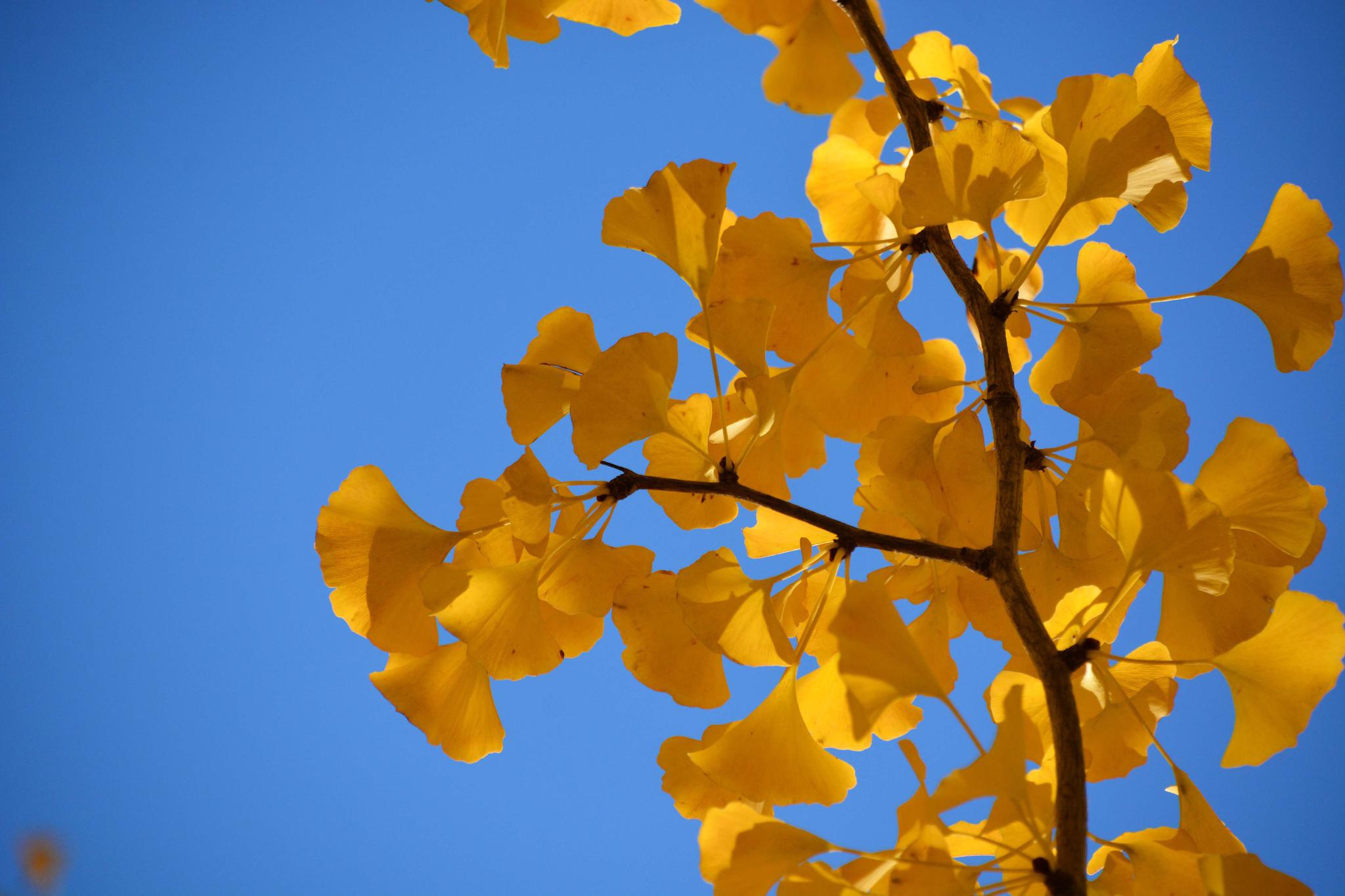 金色的银杏叶，原创拍摄