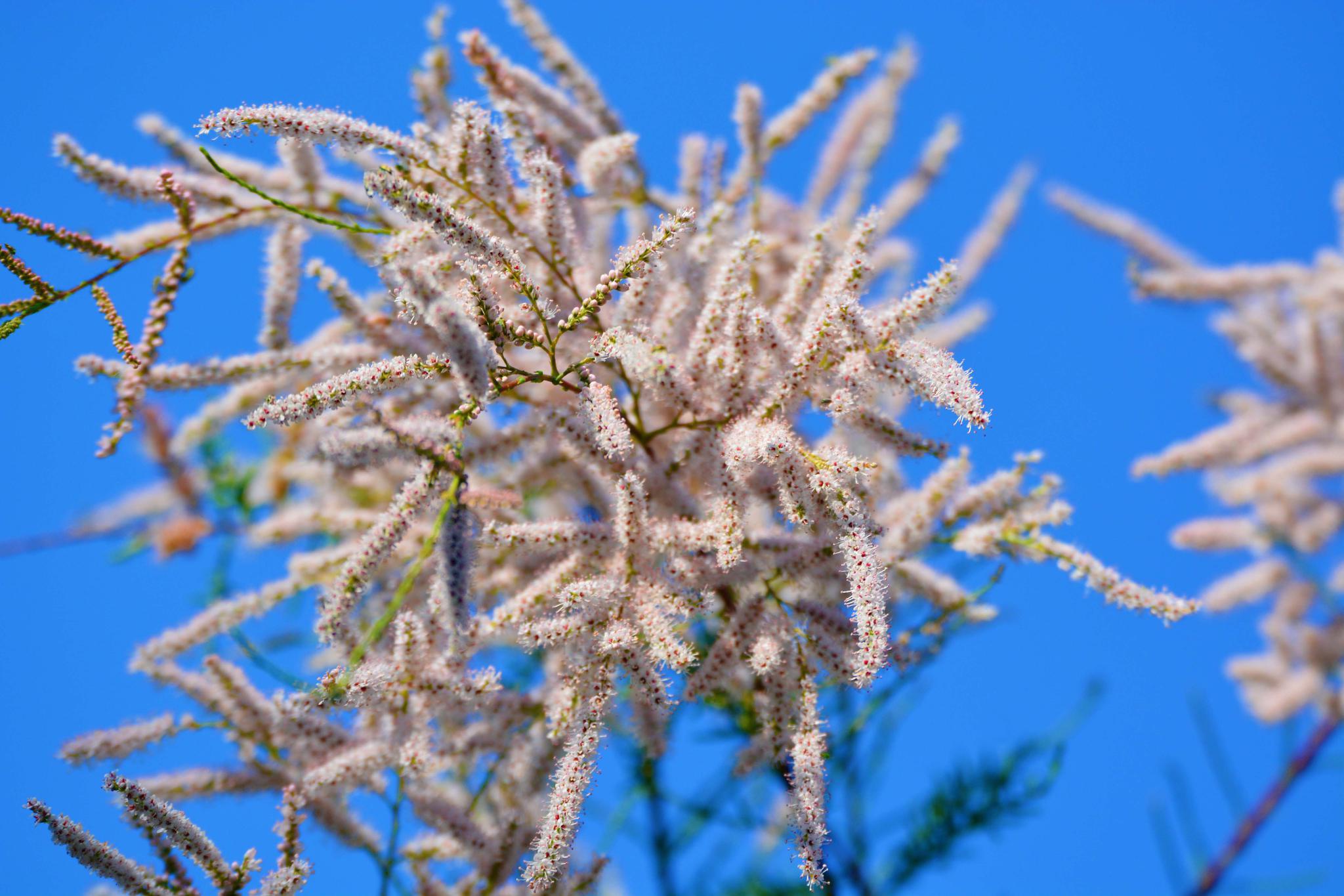 柽柳花,原创拍摄|柳花|柽柳|原创_新浪新闻