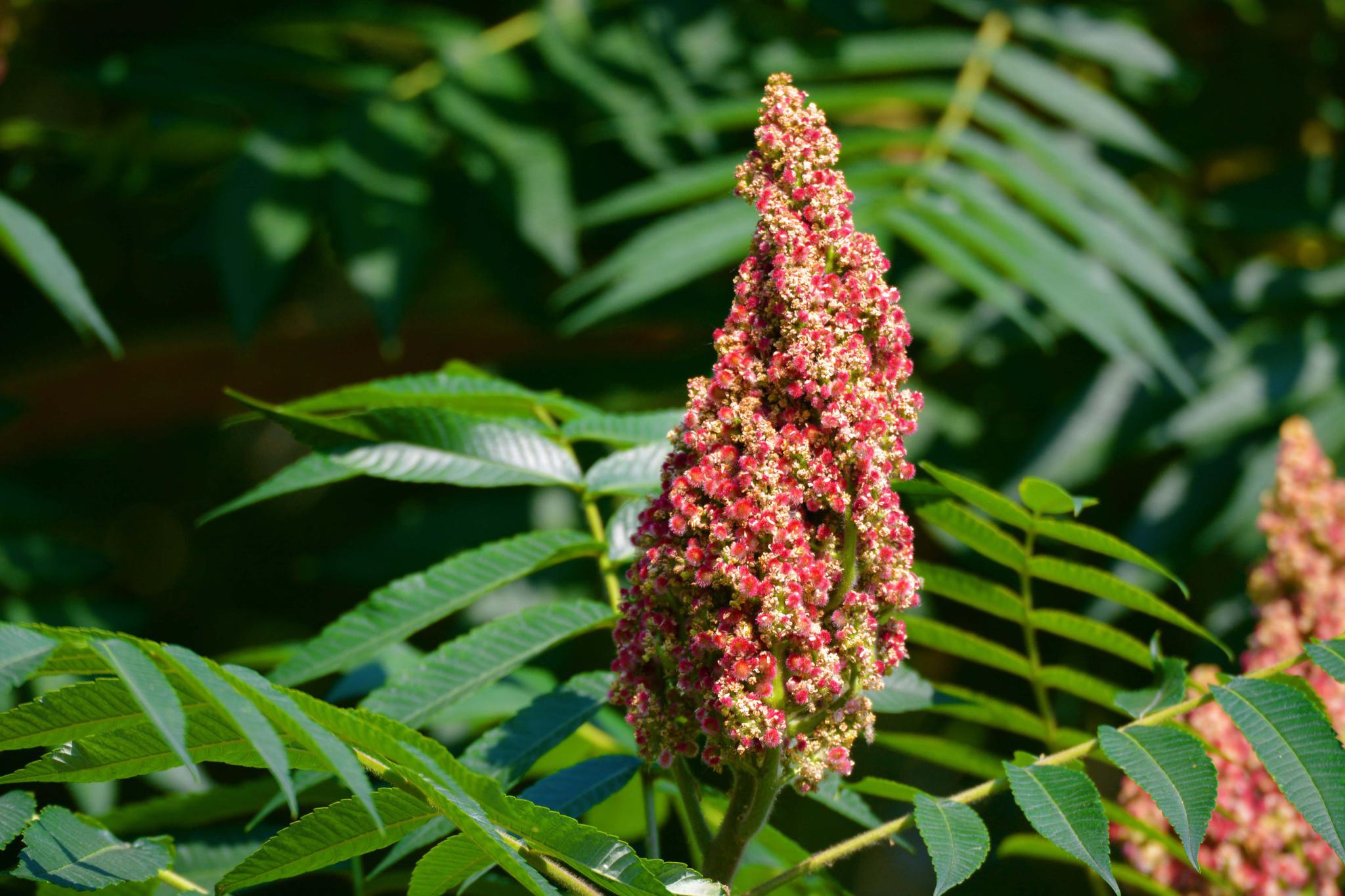 火炬树果实原创拍摄