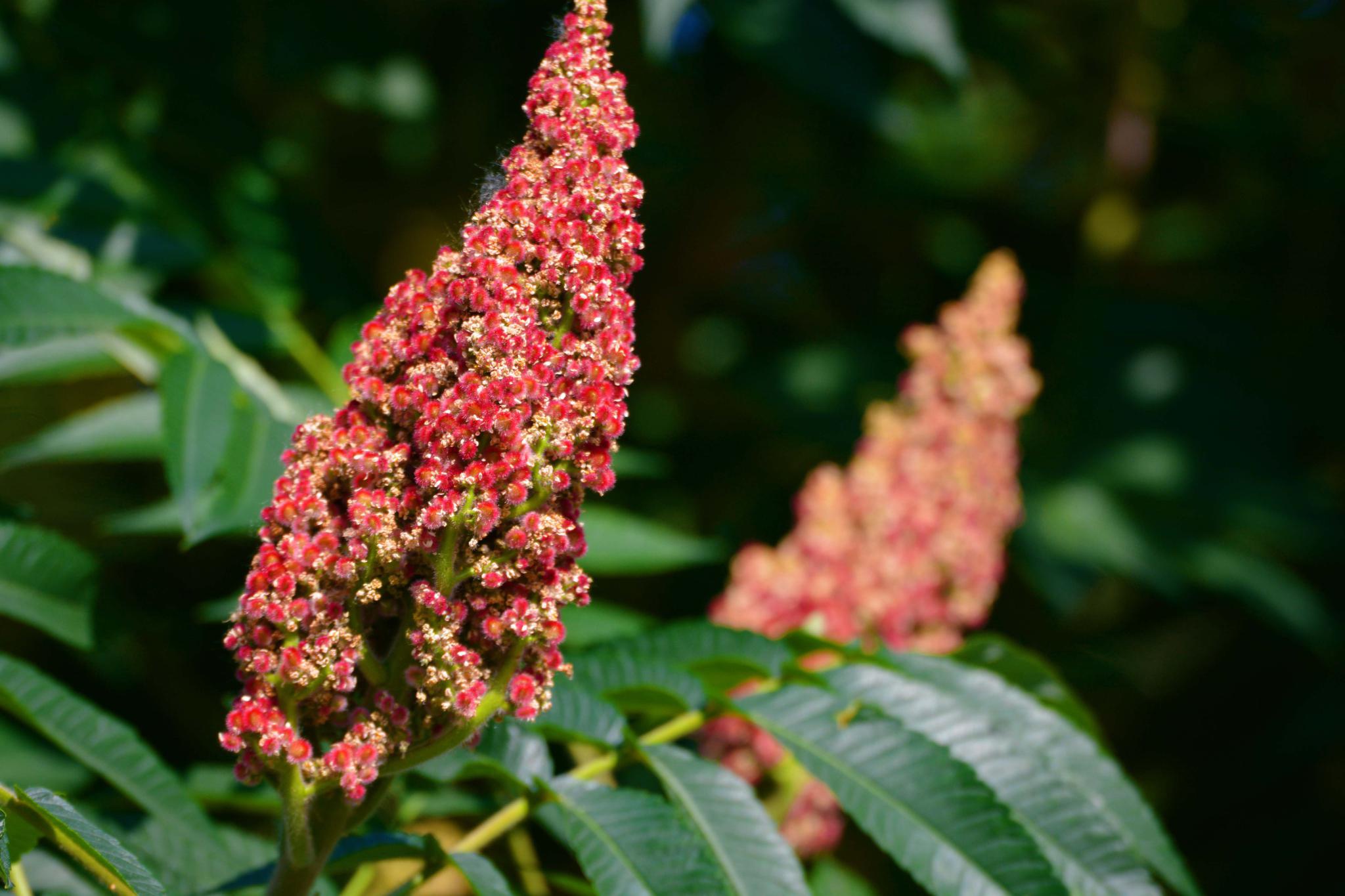 火炬树果实原创拍摄