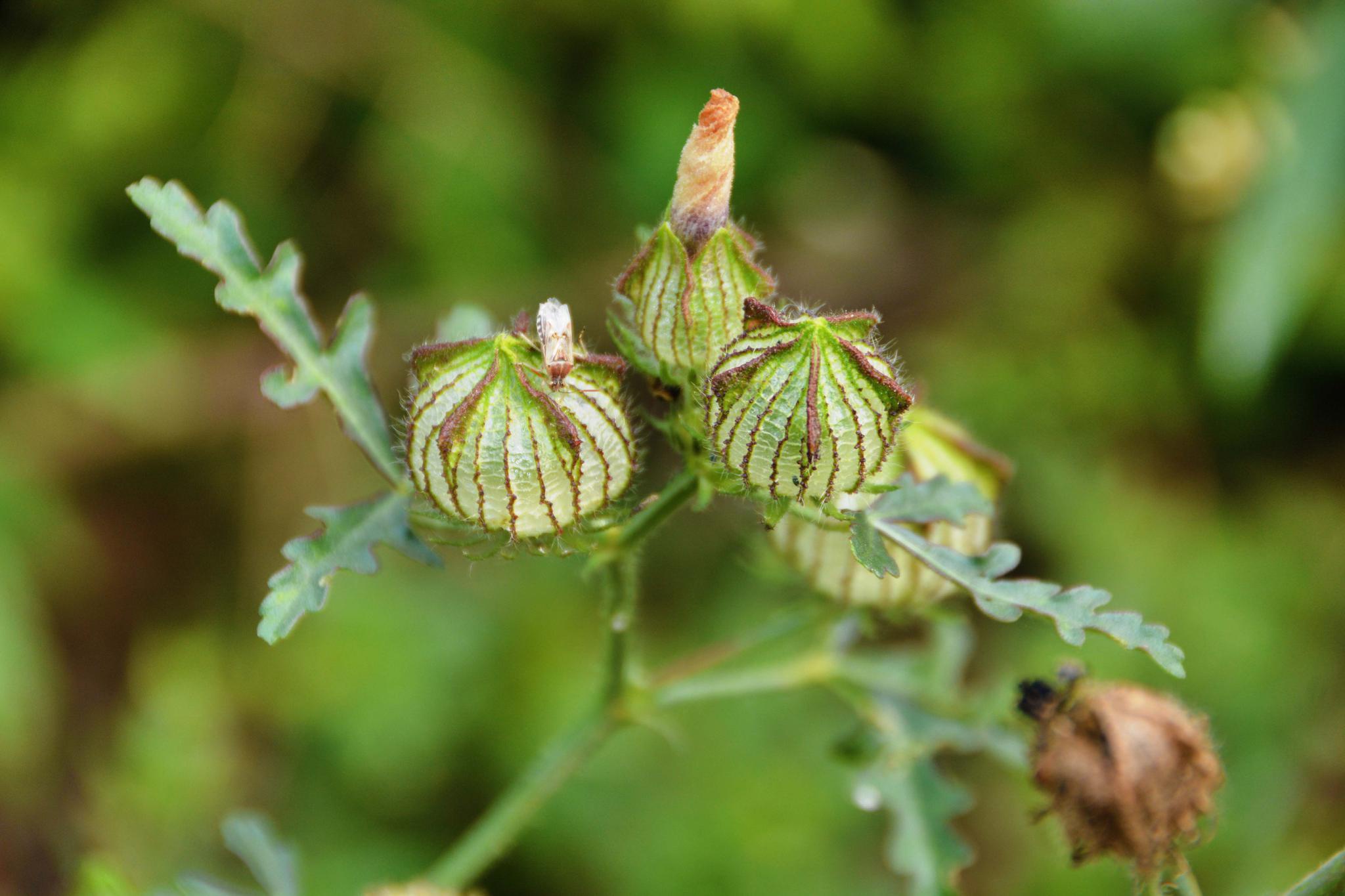 野西瓜苗果子,原创拍摄_高清图集_新浪网