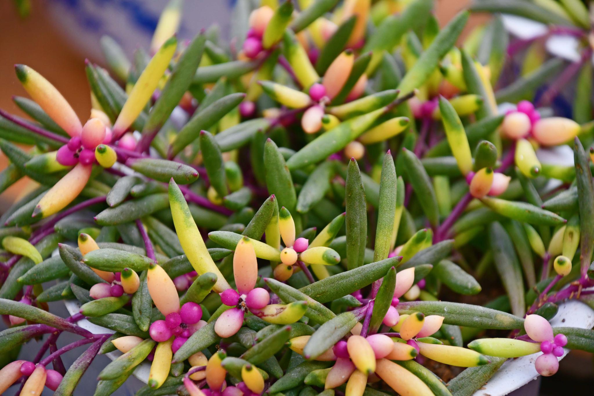 特别的紫弦月原创拍摄