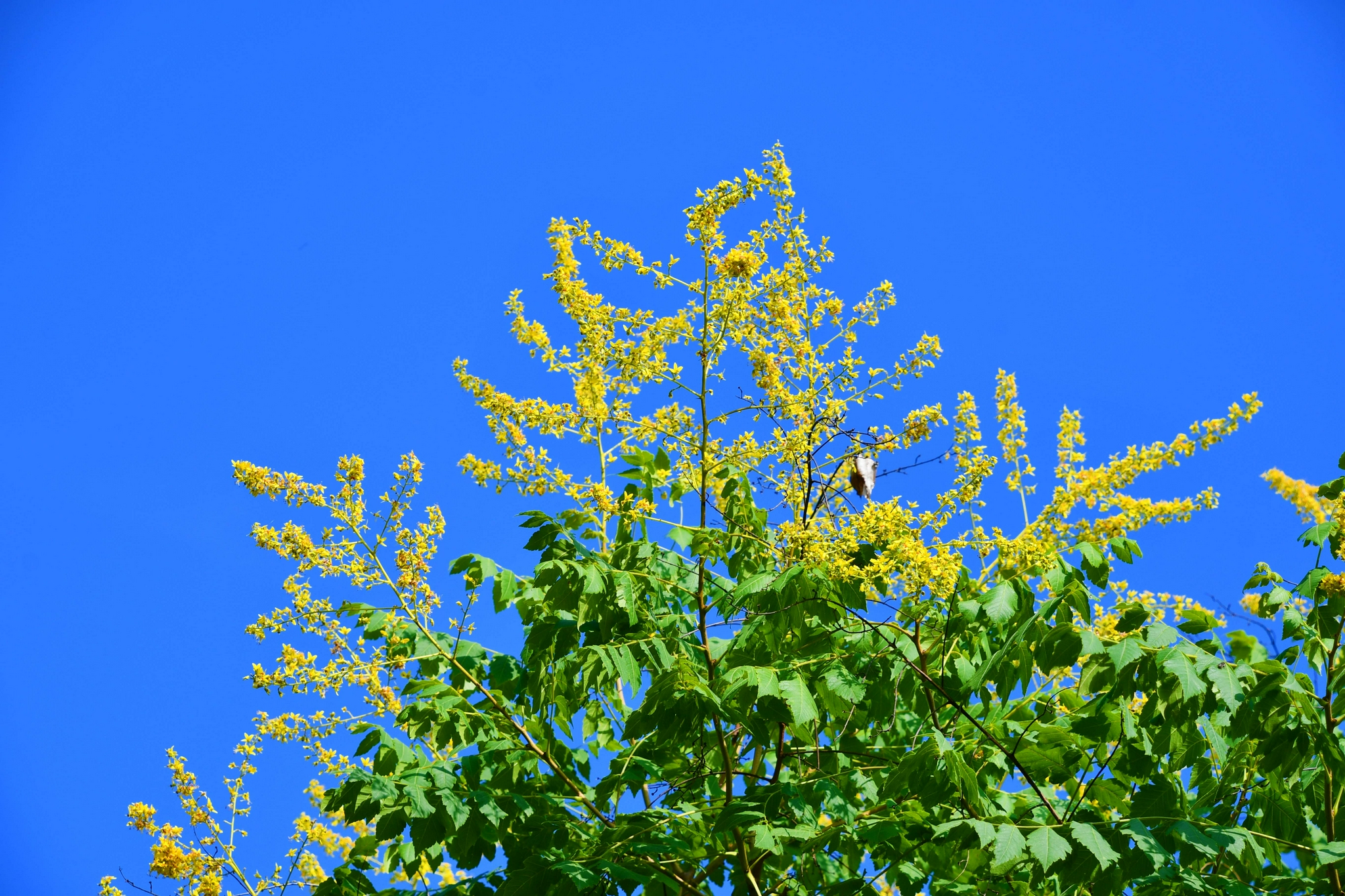 金色的栾树花原创拍摄