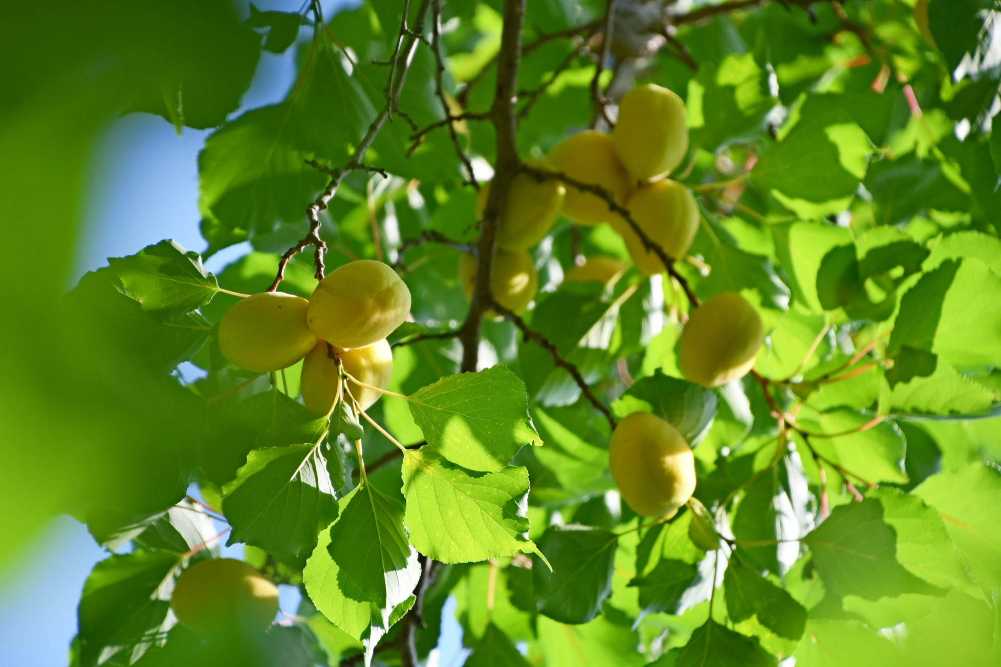 山杏果实,原创拍摄_高清图集_新浪网