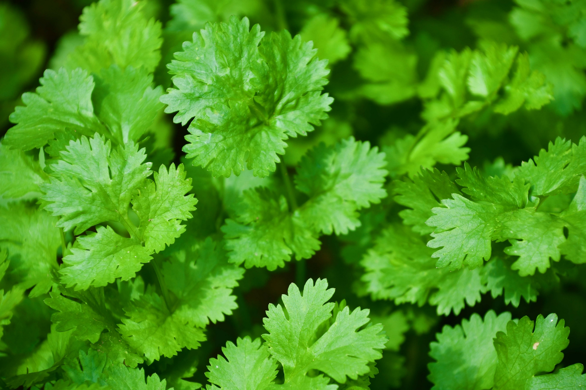 绿油油的香菜,原创拍摄