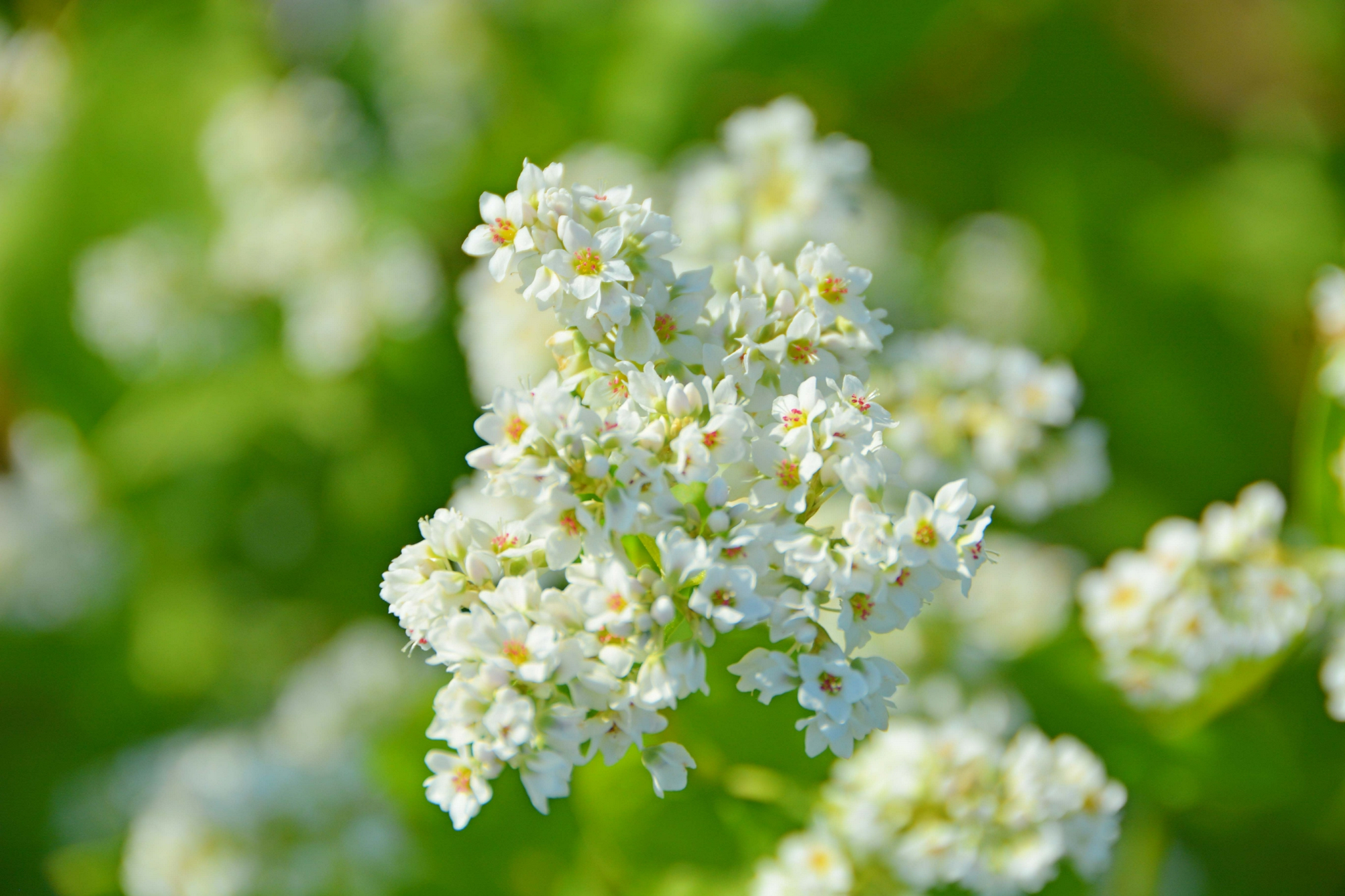 荞麦花,原创拍摄_高清图集_新浪网