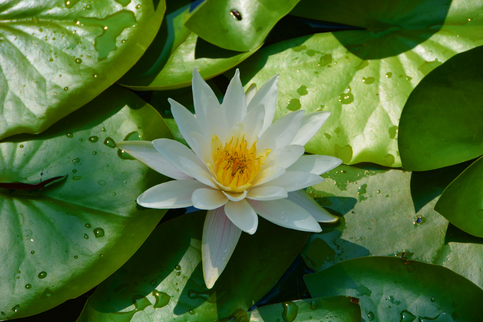 纯洁的睡莲花,原创拍摄_高清图集_新浪网