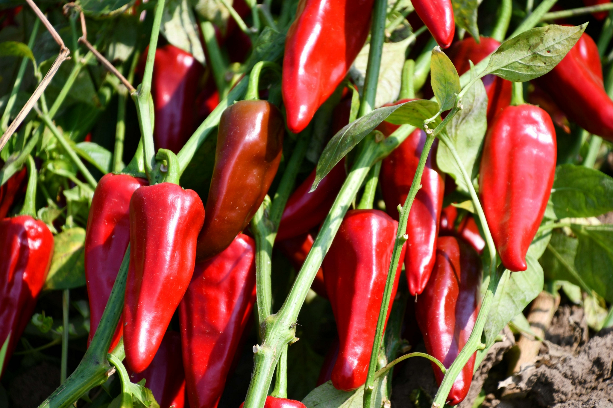 火红的辣椒,原创拍摄__财经头条