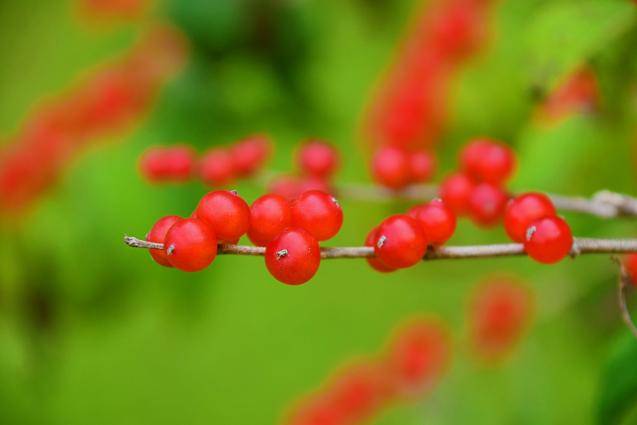 红红的忍冬果原创拍摄