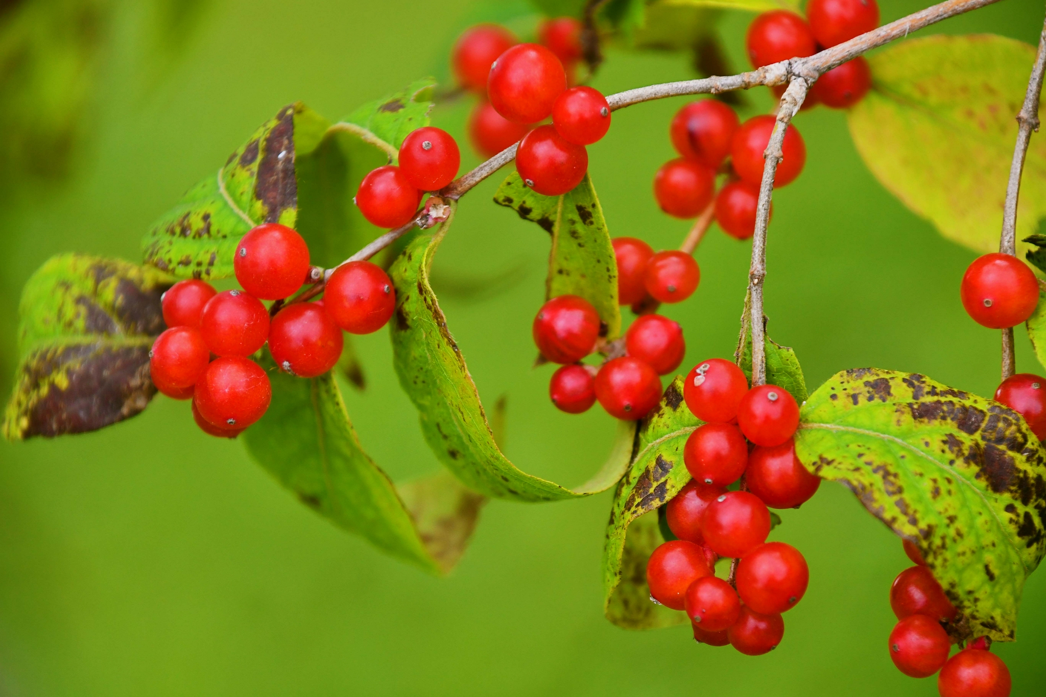 红红的忍冬果原创拍摄