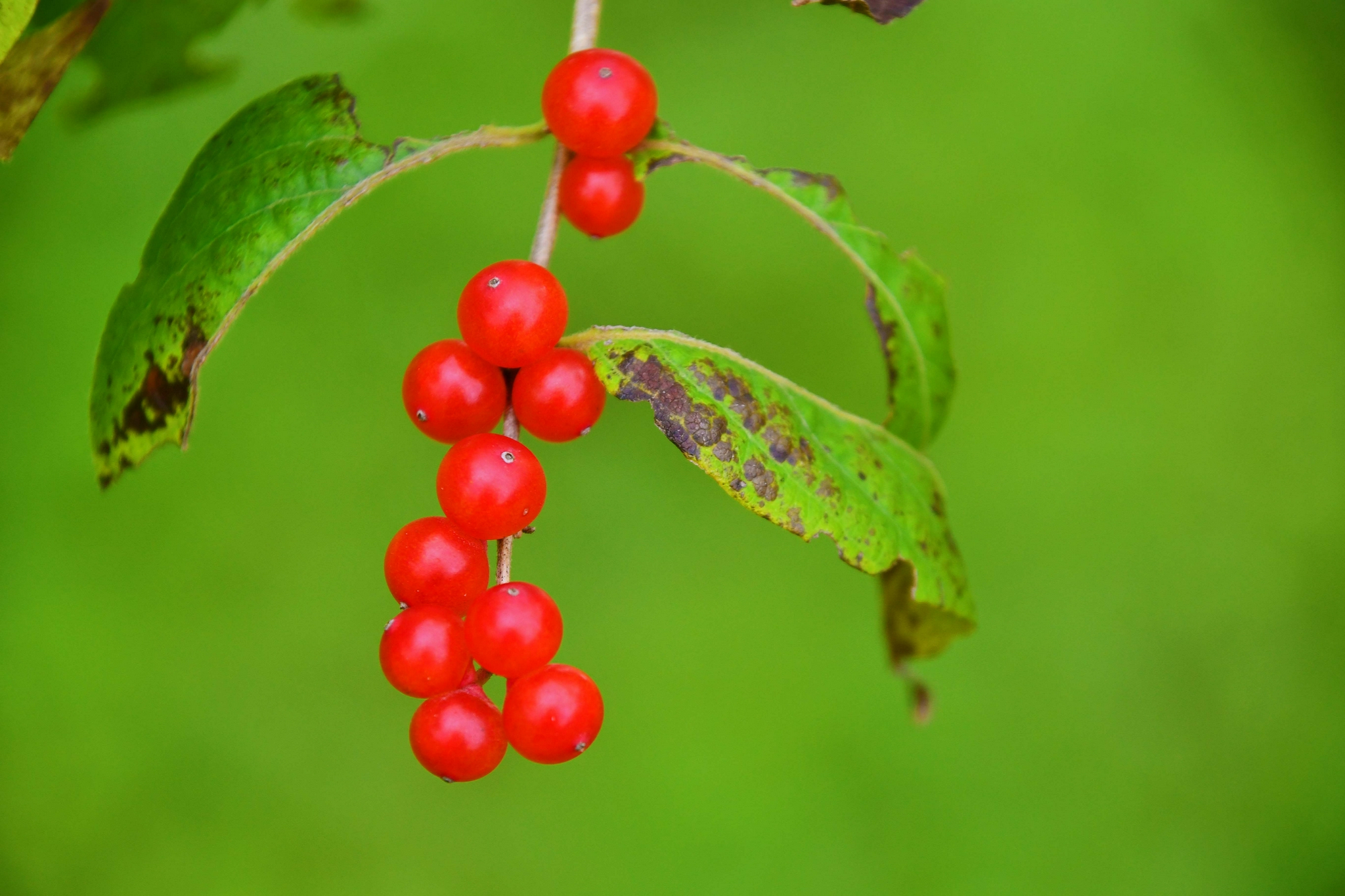 红红的忍冬果原创拍摄