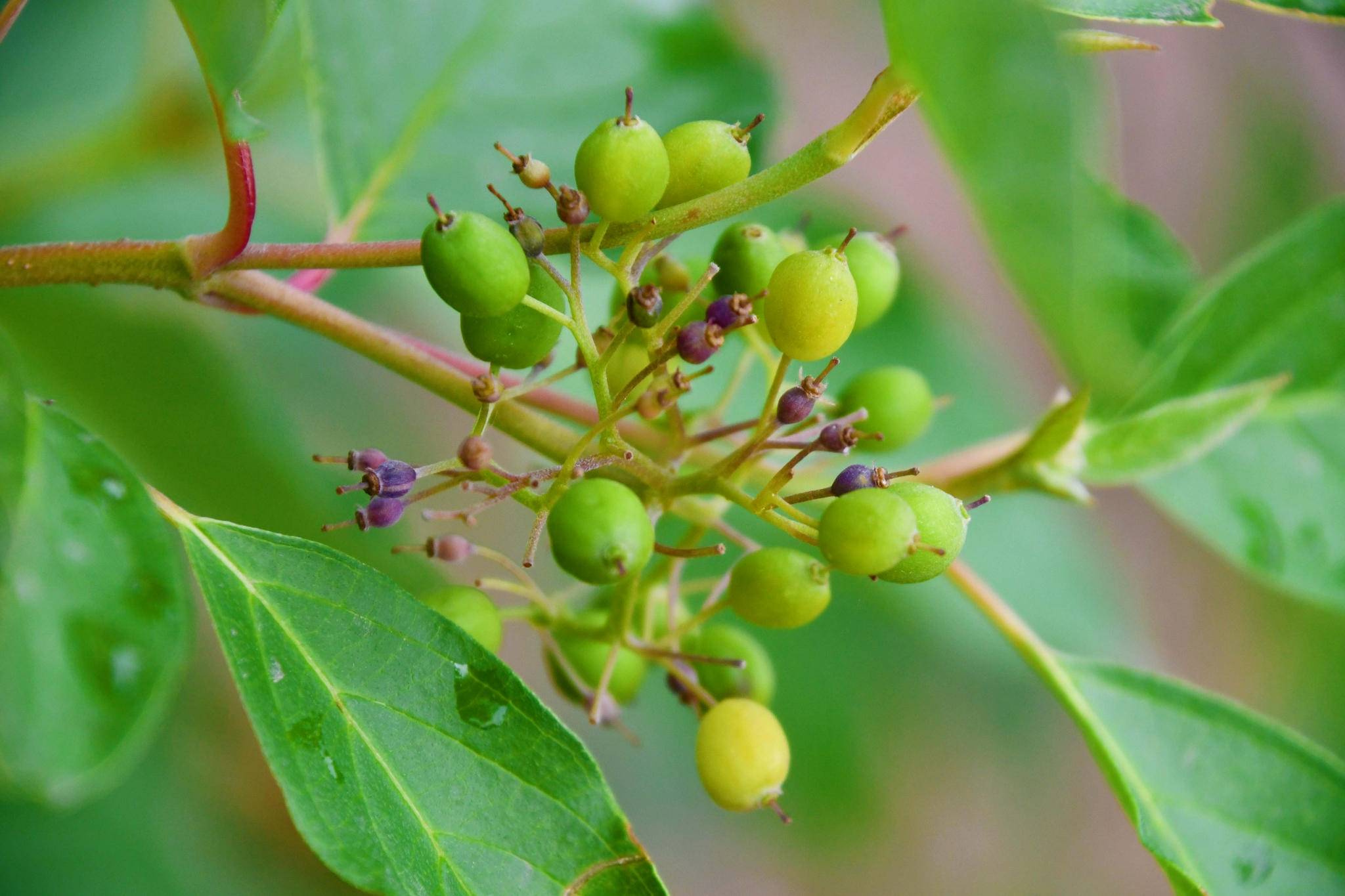 红瑞木还没成熟的果实原创拍摄