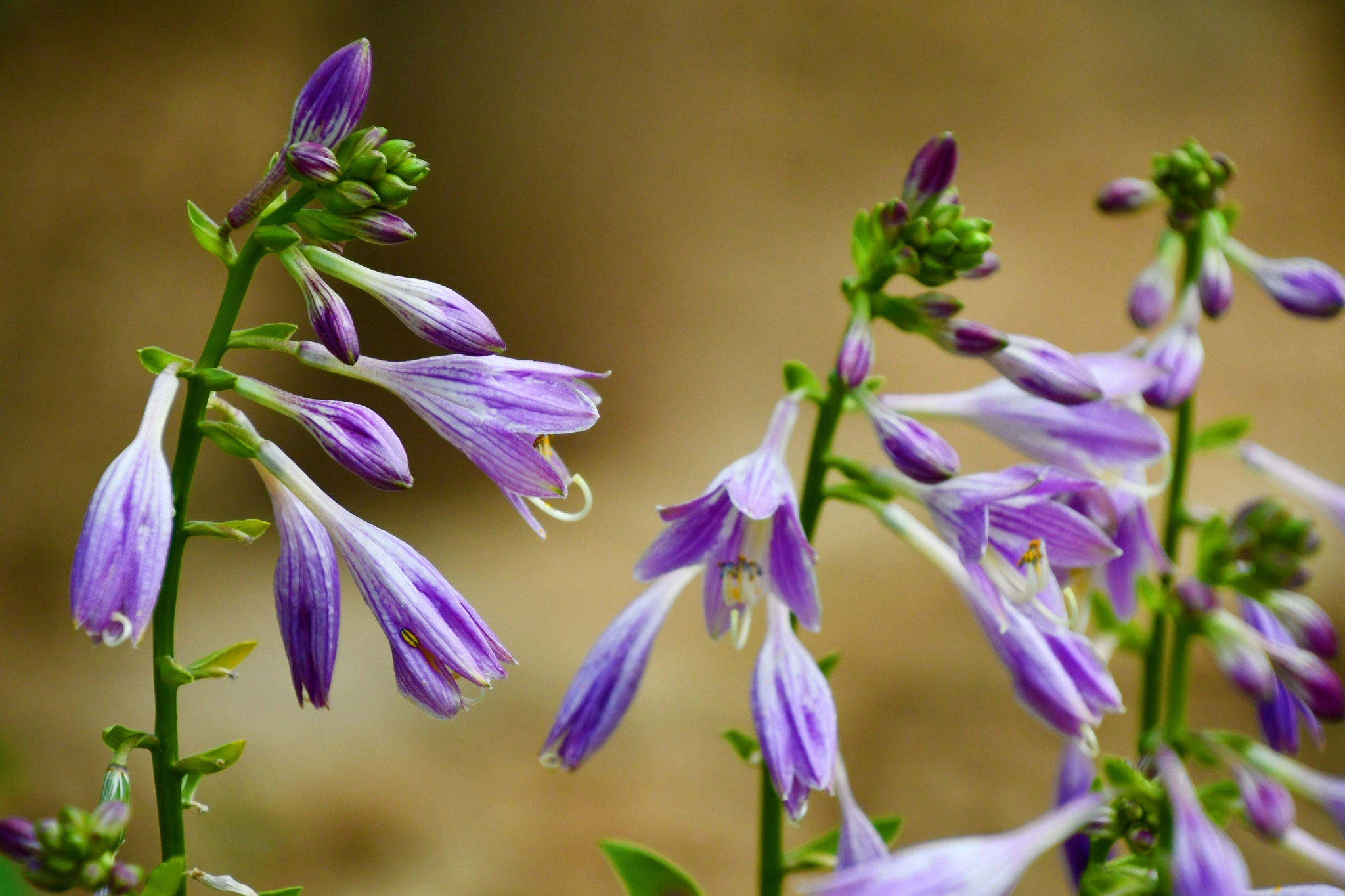 紫色玉簪花原创拍摄