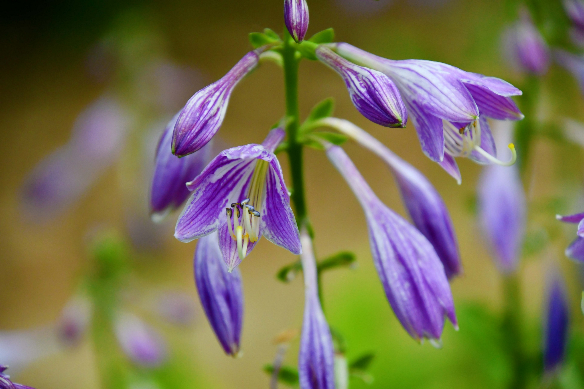 紫色玉簪花原创拍摄