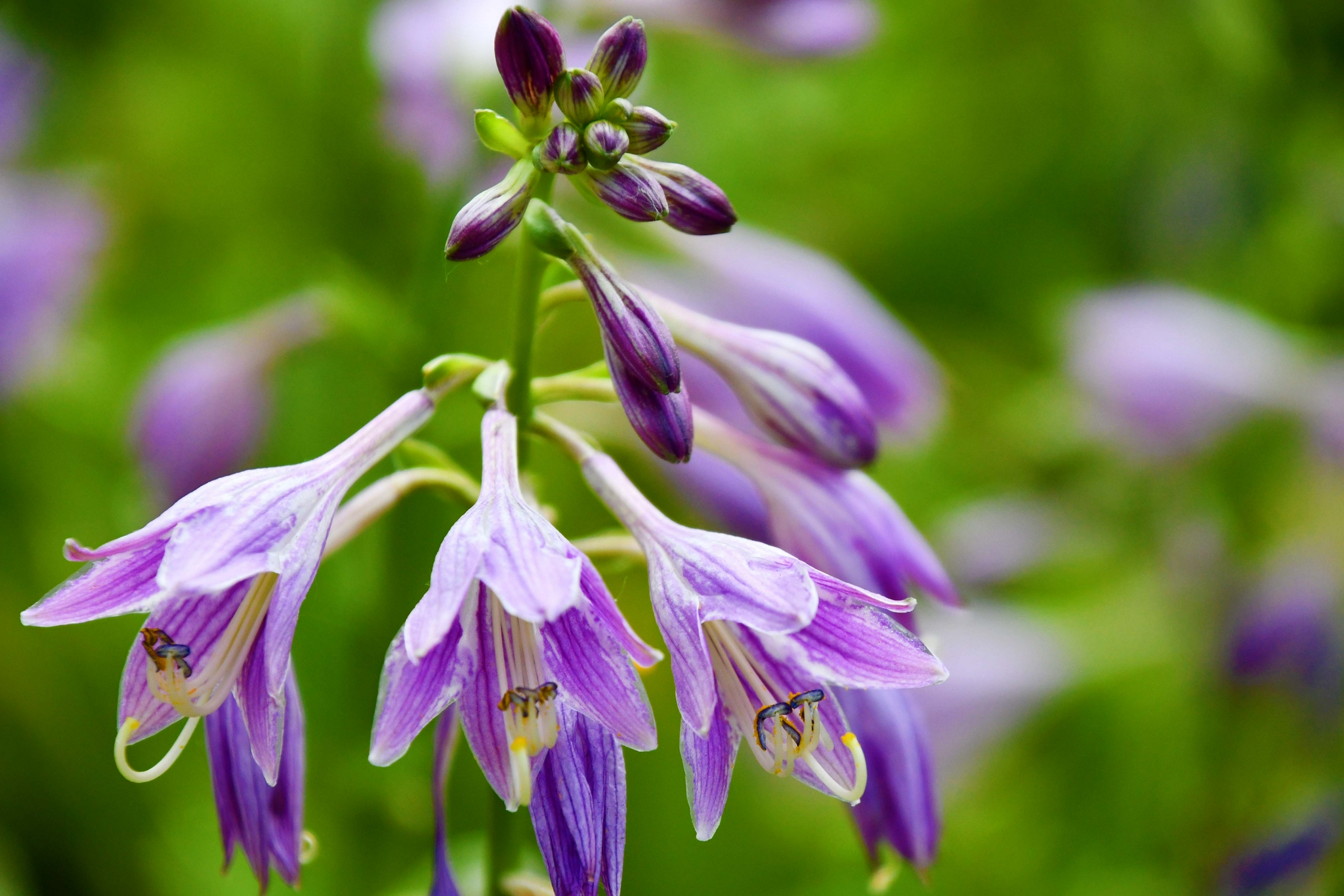 紫色玉簪花原创拍摄