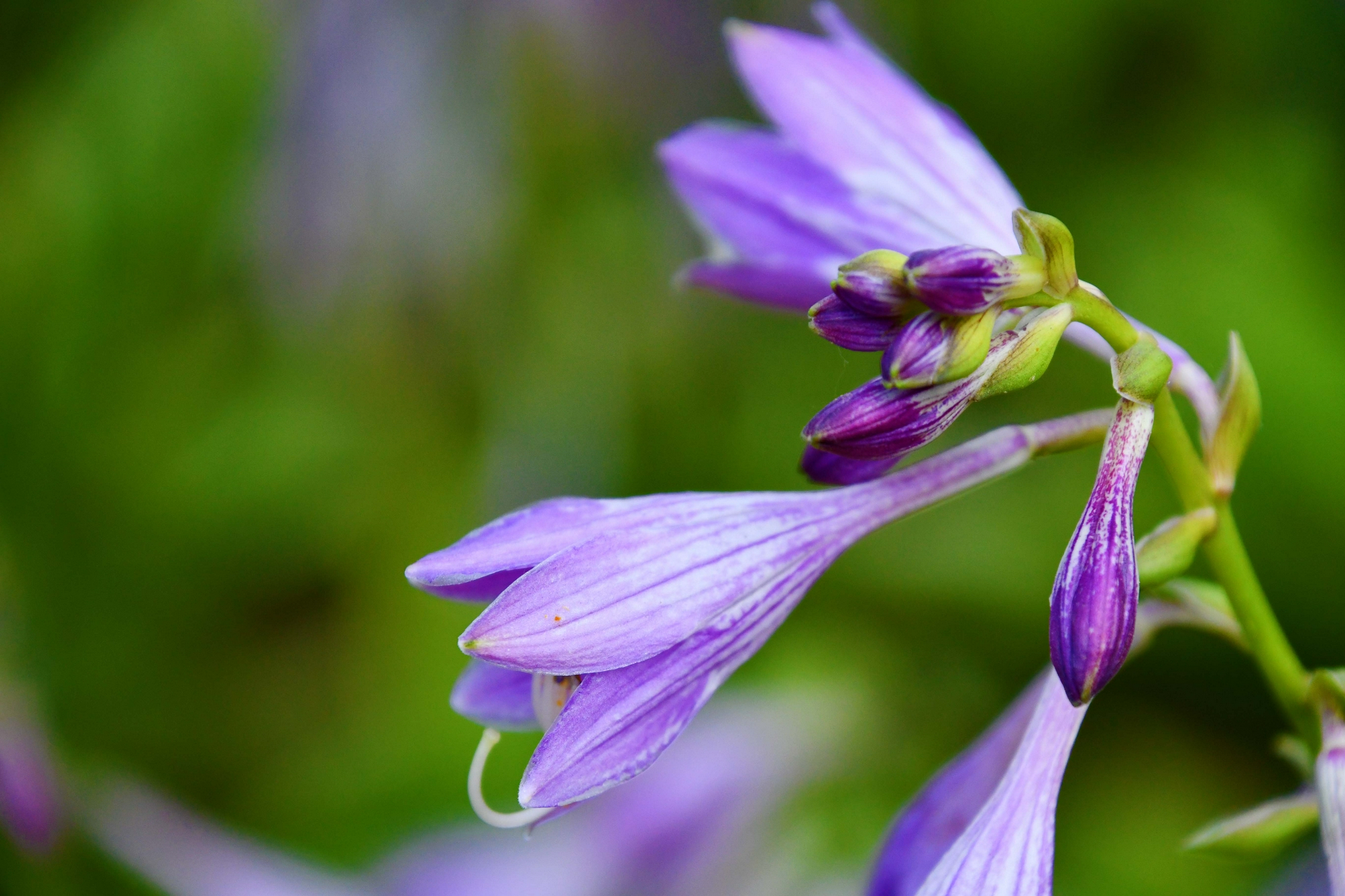 紫色玉簪花原创拍摄