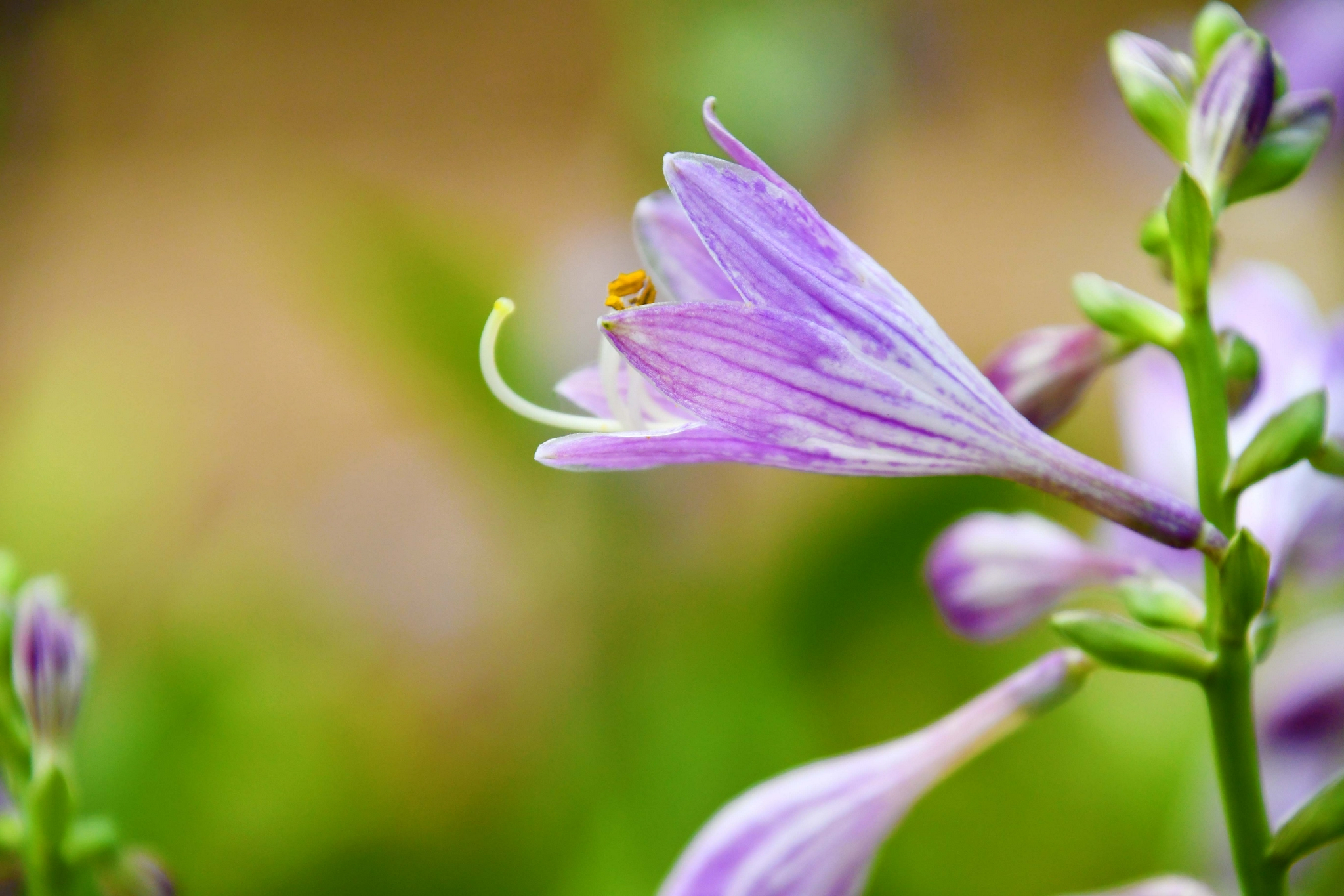 紫色玉簪花原创拍摄