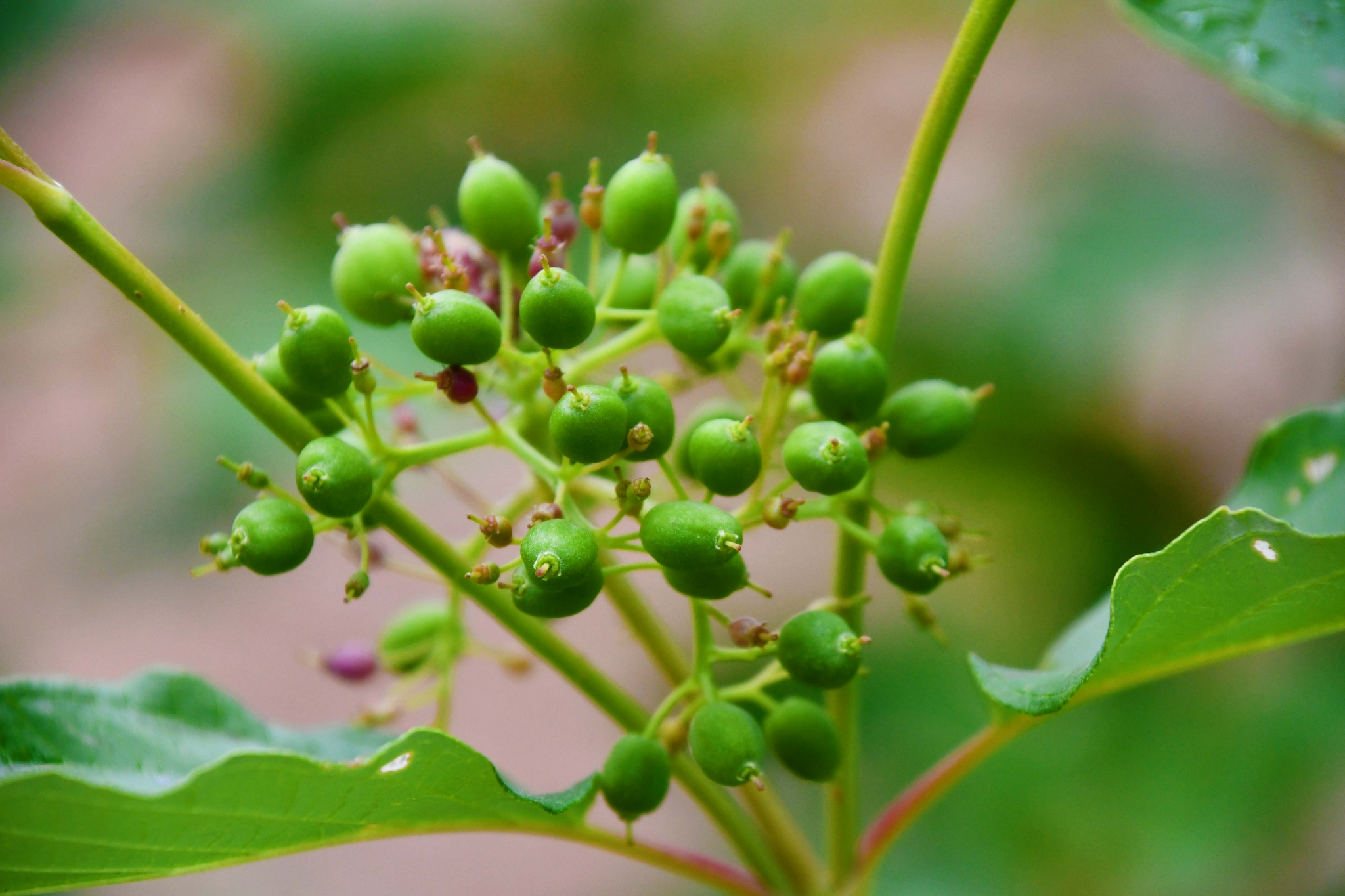 红瑞木还没成熟的果实原创拍摄