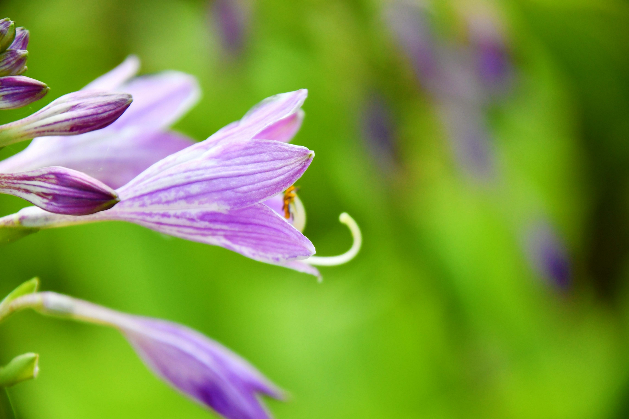 紫色玉簪花原创拍摄