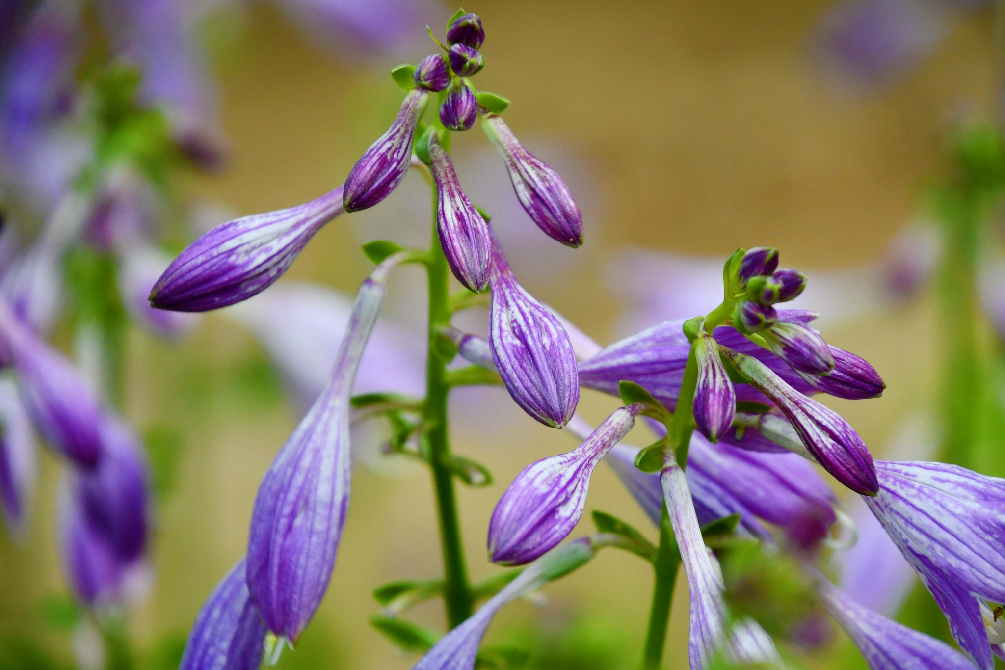紫色玉簪花原创拍摄