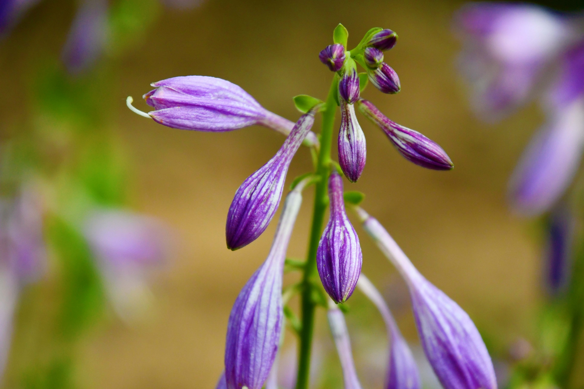 紫色玉簪花,原创拍摄|玉簪花|紫色|原创_新浪新闻