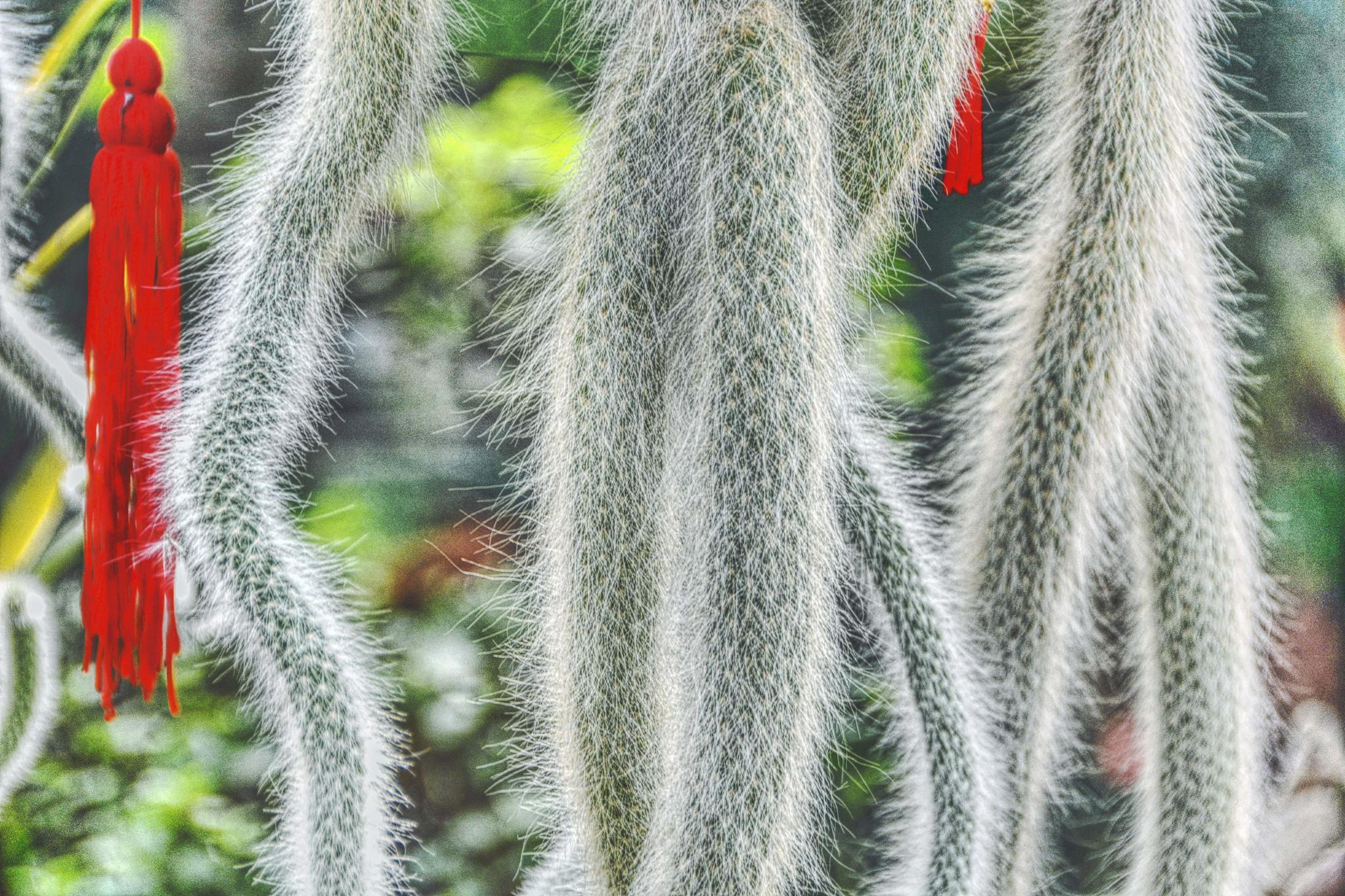 多肉植物狐尾原创拍摄