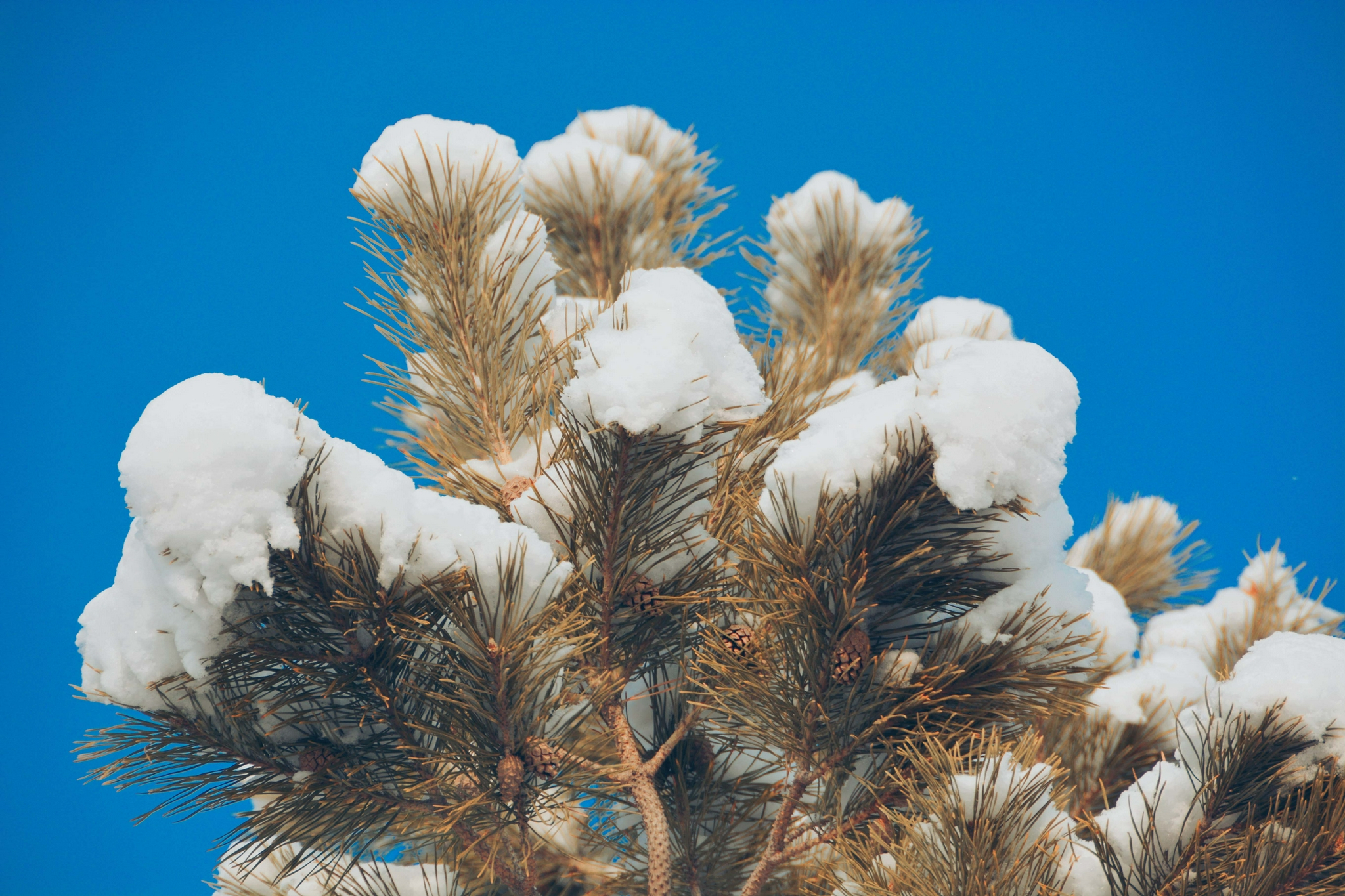 雪后松树原创拍摄