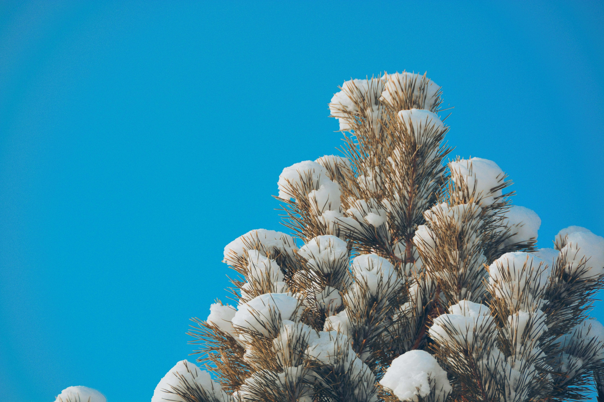 雪后松树原创拍摄