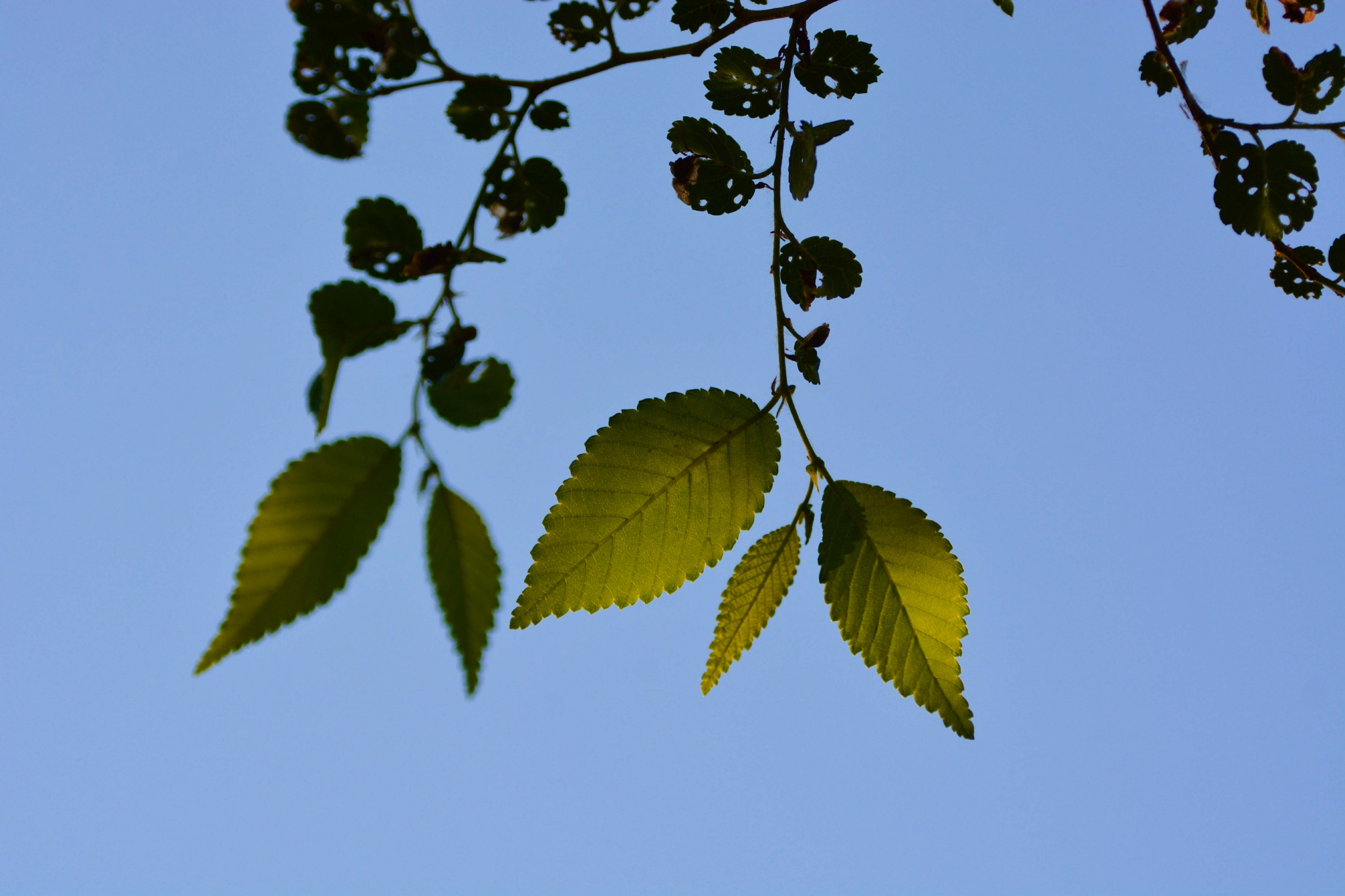 榆树叶(榆树叶和夹竹桃叶子共吸附208都能吸附灰尘)