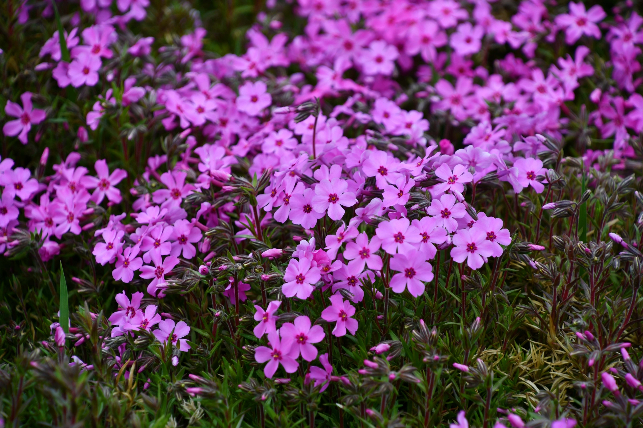 细叶美女樱,原创拍摄|美女|原创|拍摄_新浪新闻