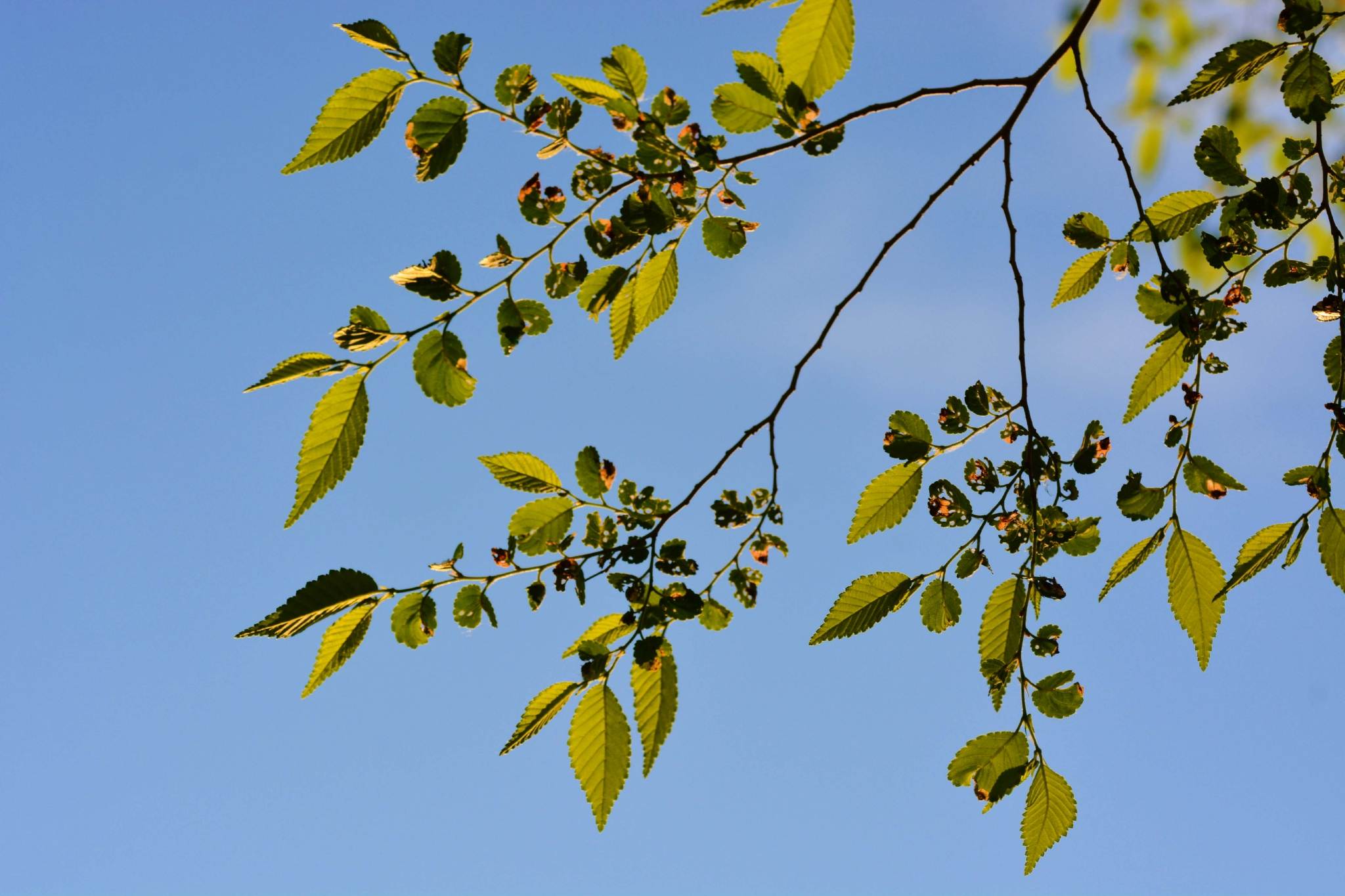春天的榆树叶,原创拍摄_高清图集_新浪网