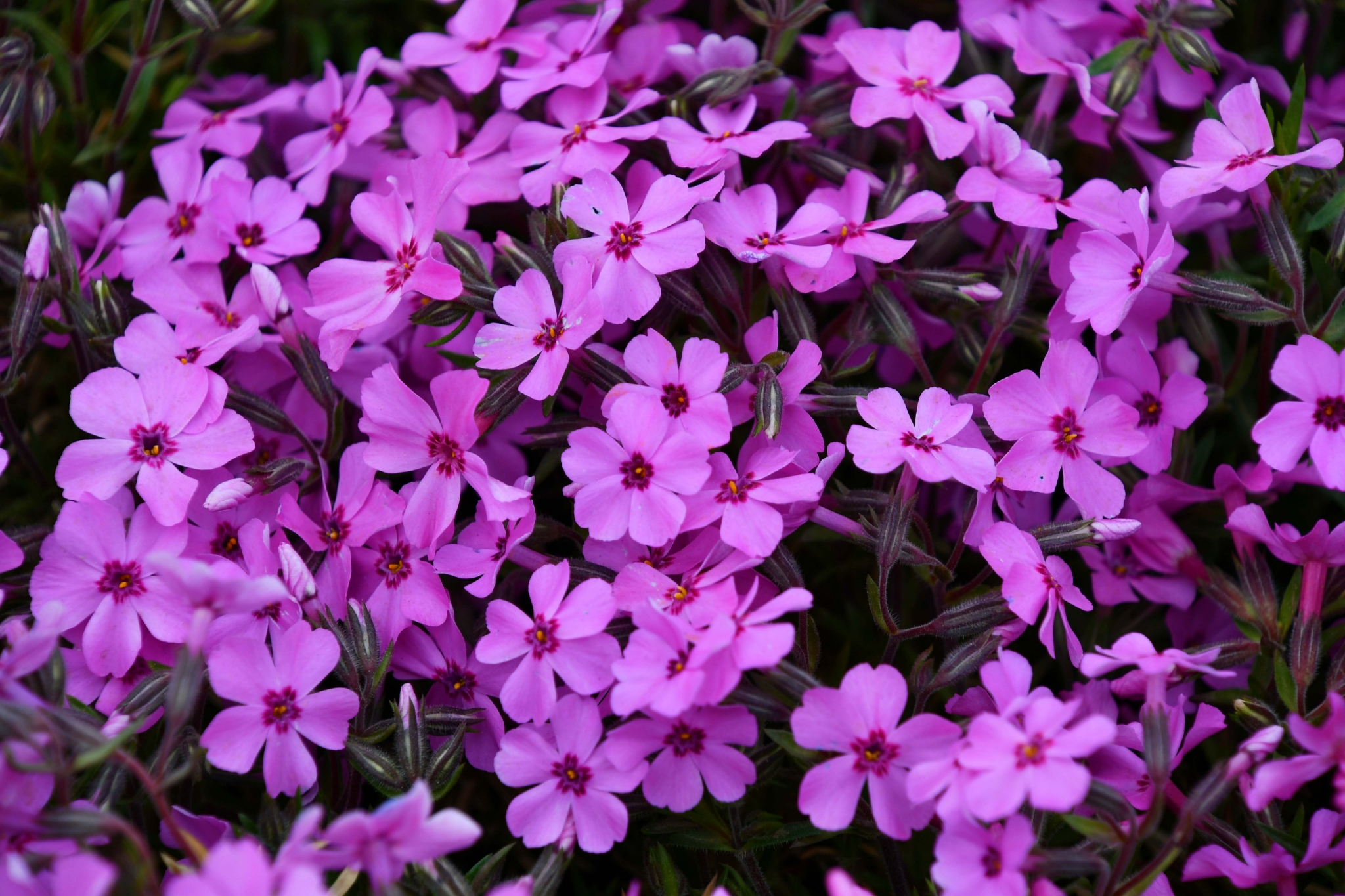 细叶美女樱,原创拍摄|美女|原创|拍摄_新浪新闻